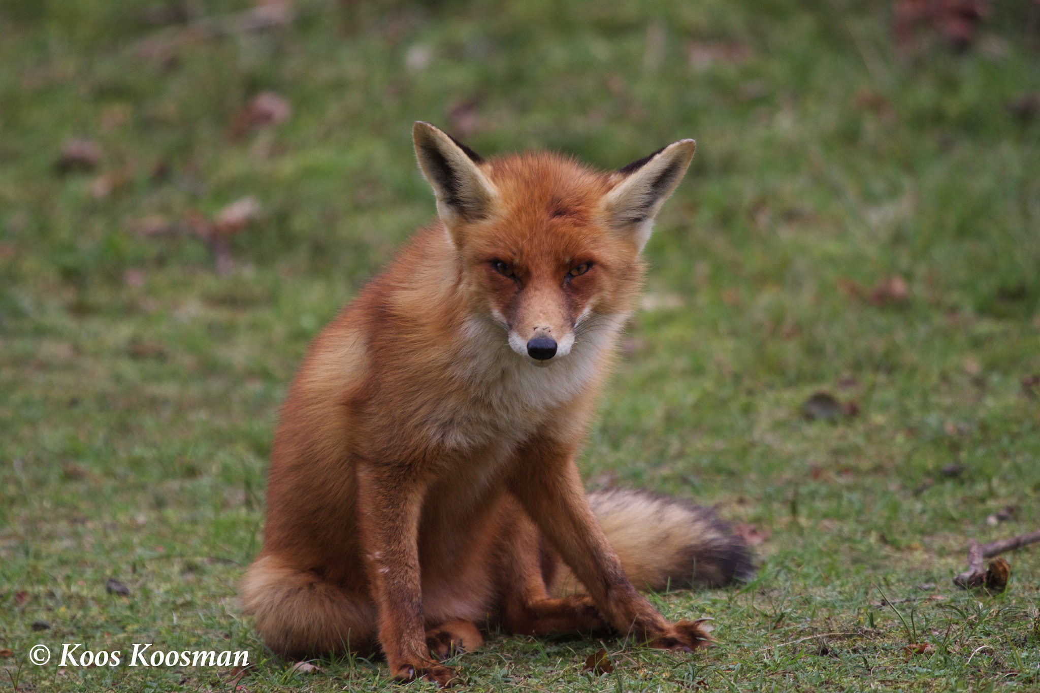 Canon EF 100-400mm F4.5-5.6L IS USM sample photo. Foxy lady photography