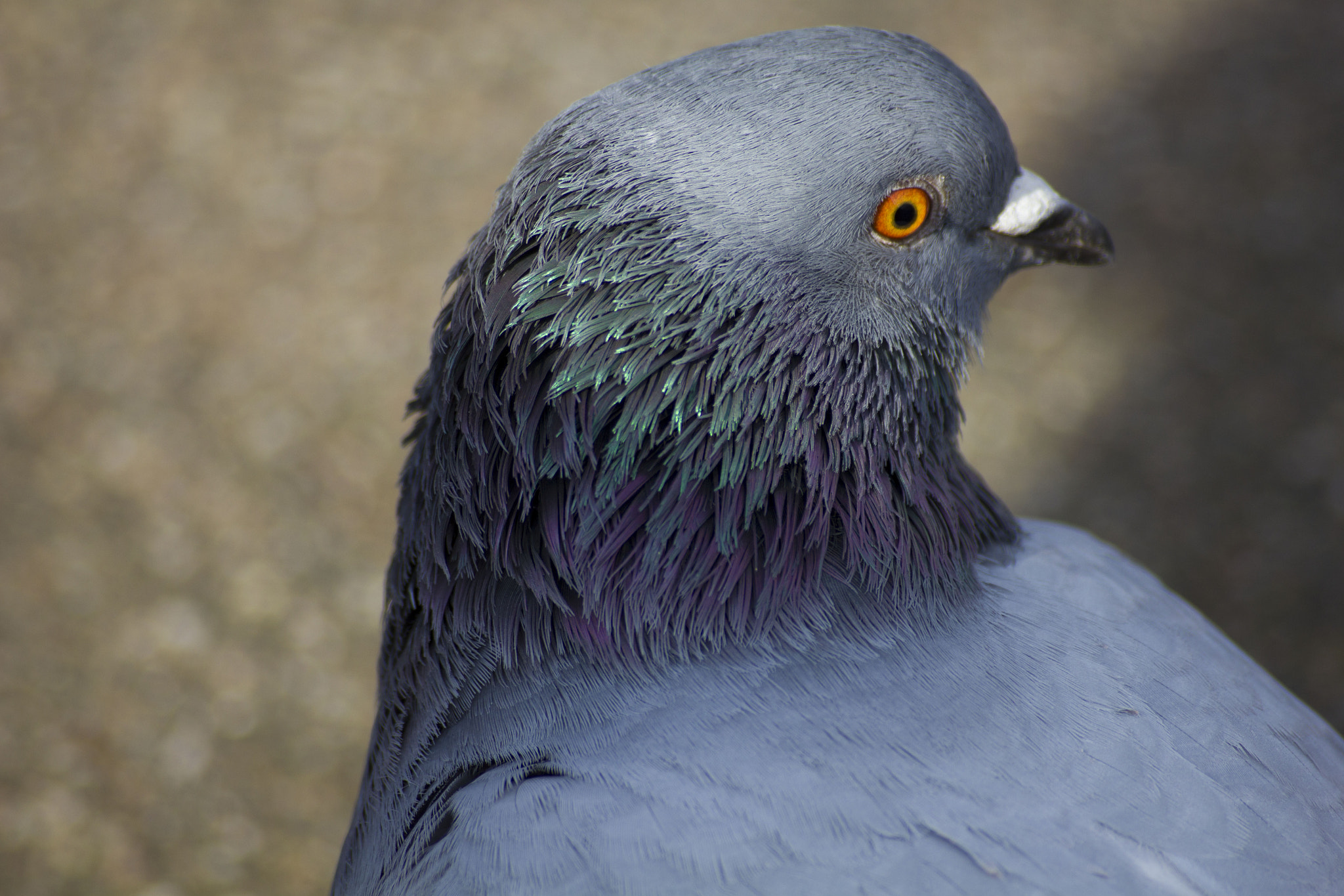 Sigma 55-200mm f/4-5.6 DC sample photo. Pigeon photography
