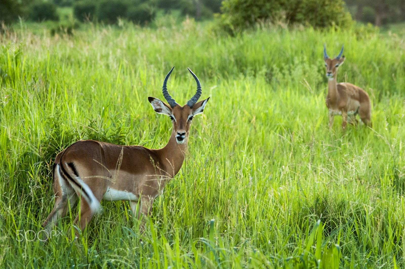 Nikon D70s sample photo. Antelope photography