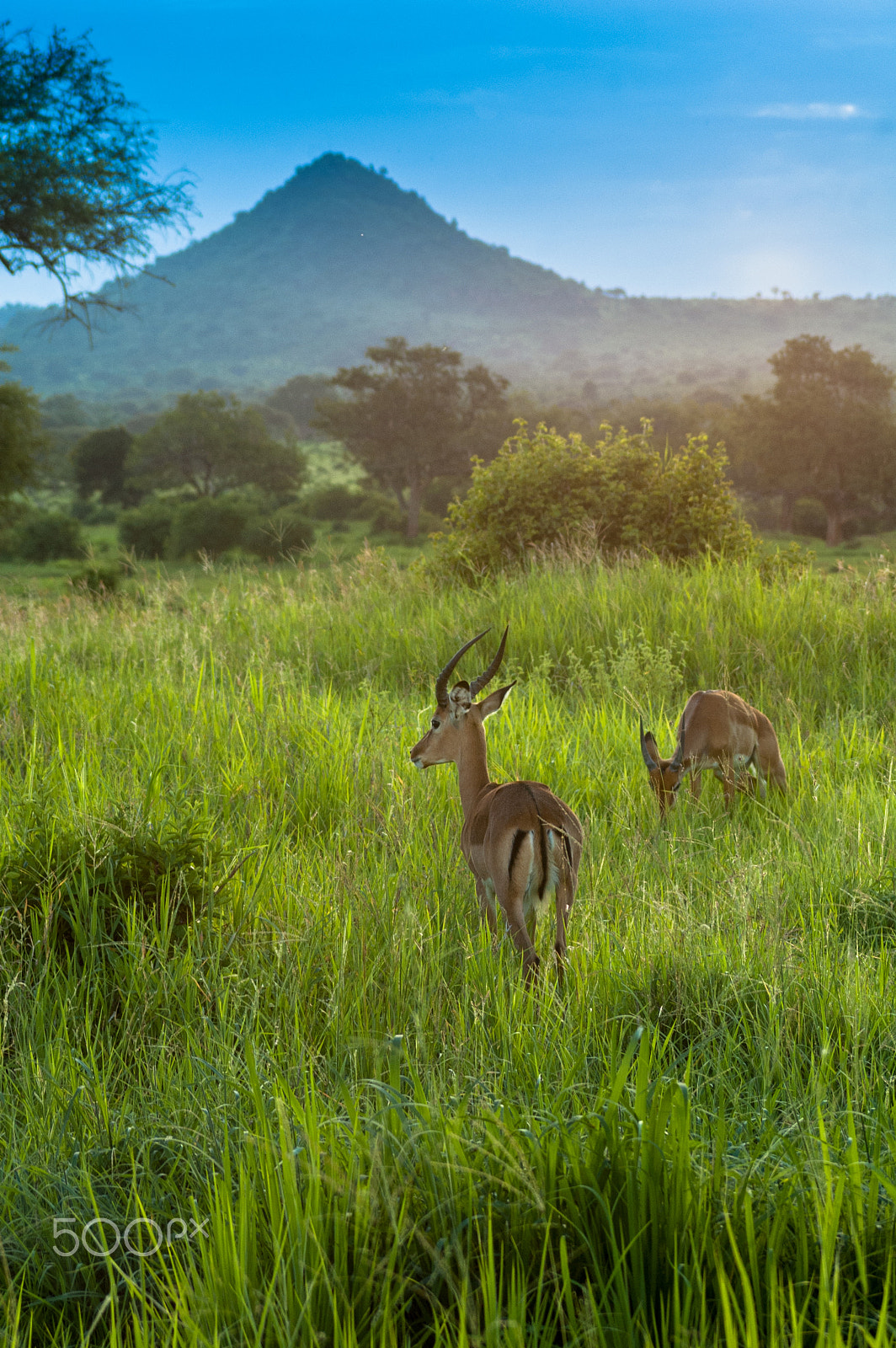 Nikon D70s sample photo. Antelope,serengeti park photography
