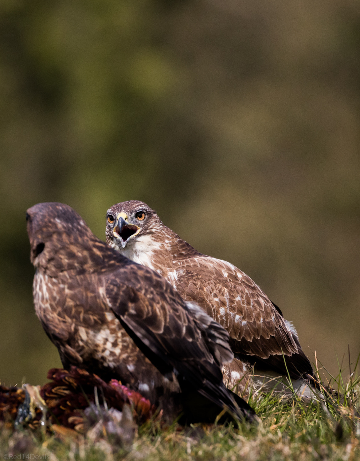 Canon EOS 5DS + Canon EF 100-400mm F4.5-5.6L IS II USM sample photo. Angry buzzard ... photography