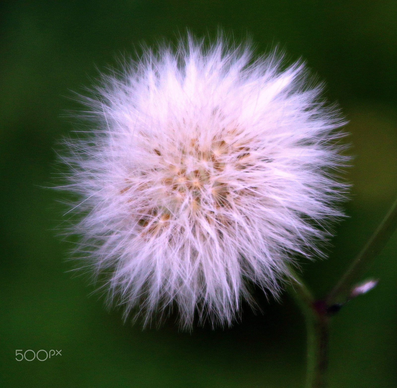 Canon TS-E 90mm F2.8 Tilt-Shift sample photo. Not touch photography
