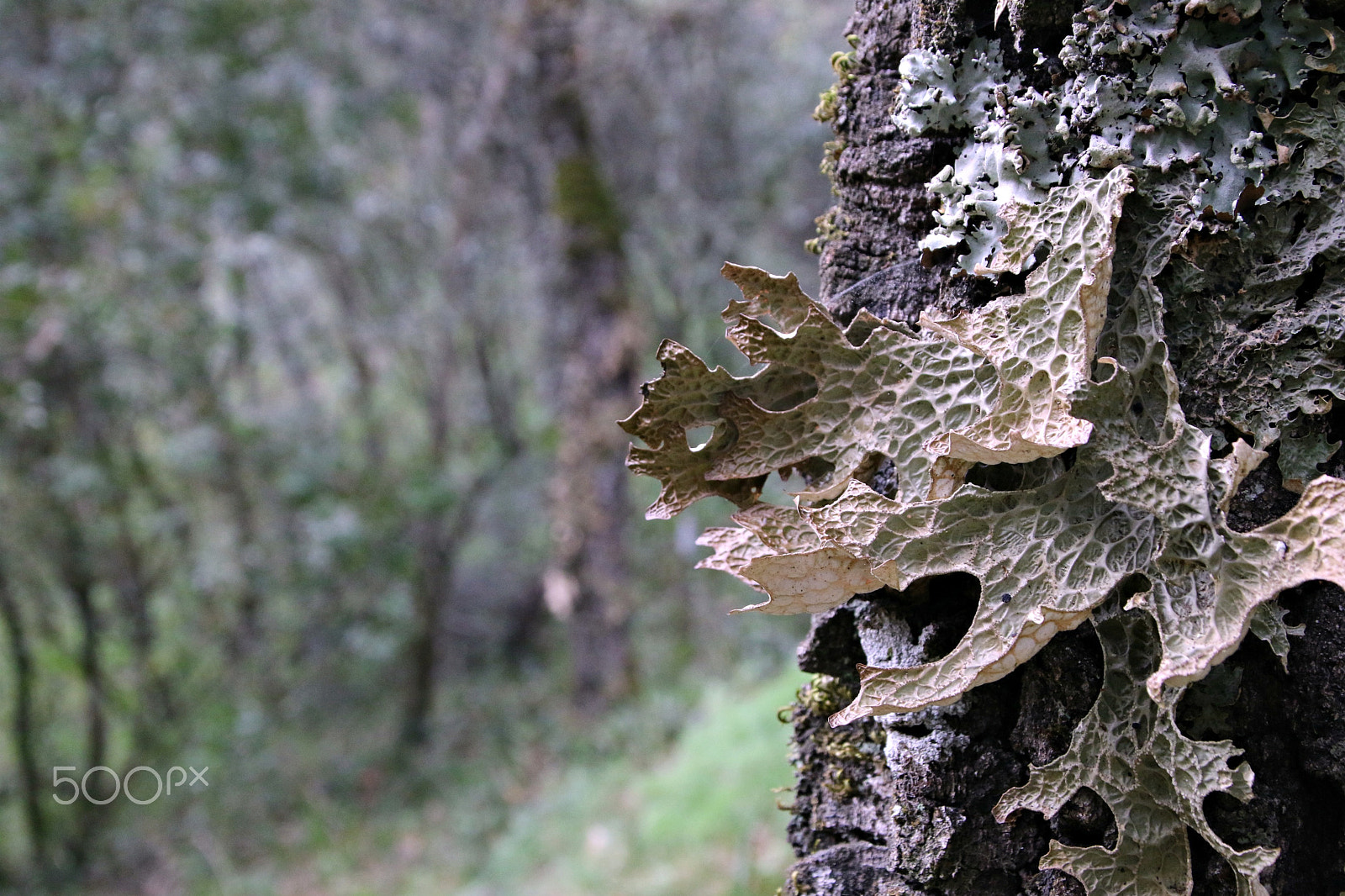 Canon TS-E 90mm F2.8 Tilt-Shift sample photo. Fungi photography