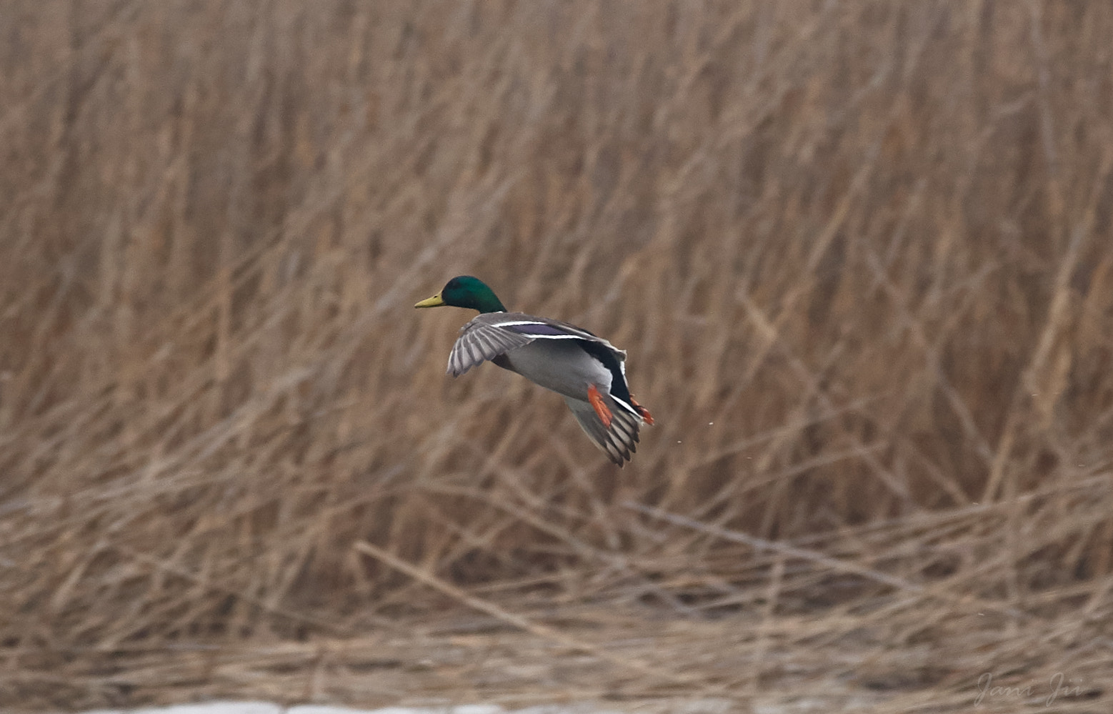 Canon EOS-1D Mark III sample photo. Sorsa loppulaskussa photography