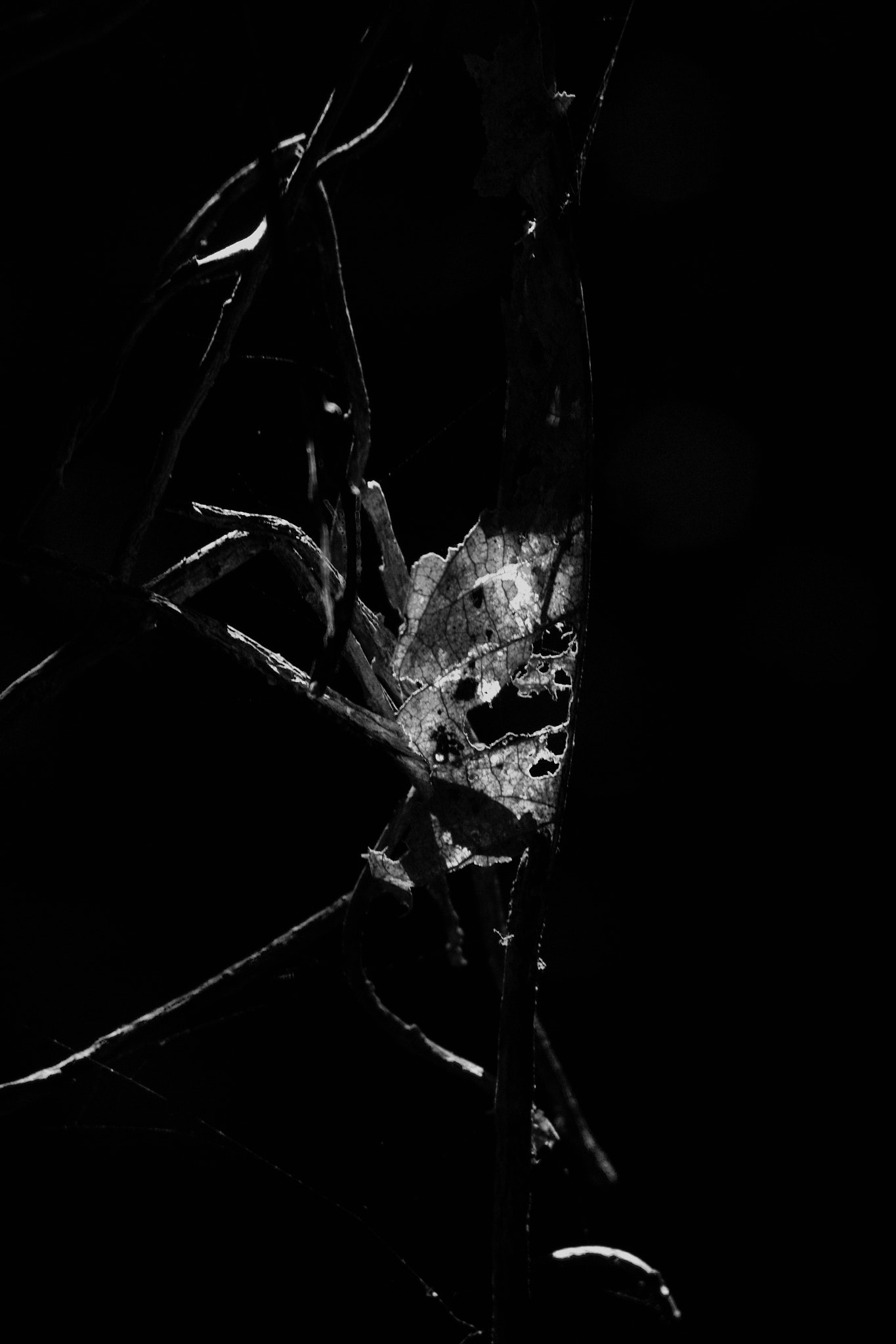 Canon EF 35-105mm f/3.5-4.5 sample photo. Edit photography