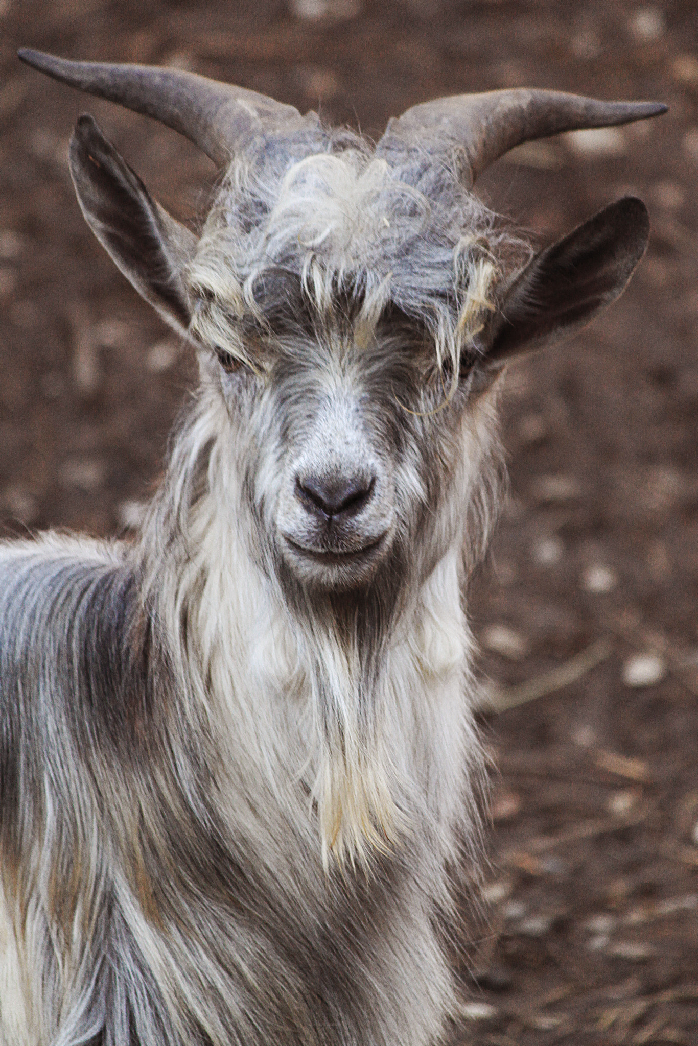 Canon EOS 500D (EOS Rebel T1i / EOS Kiss X3) sample photo. Mrs.goat photography
