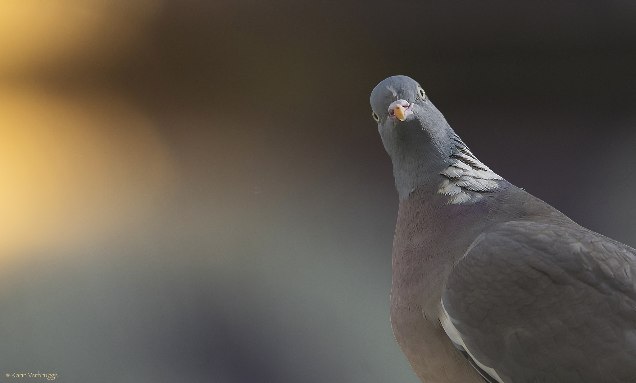 Sigma 120-400mm F4.5-5.6 DG OS HSM sample photo. First contact photography
