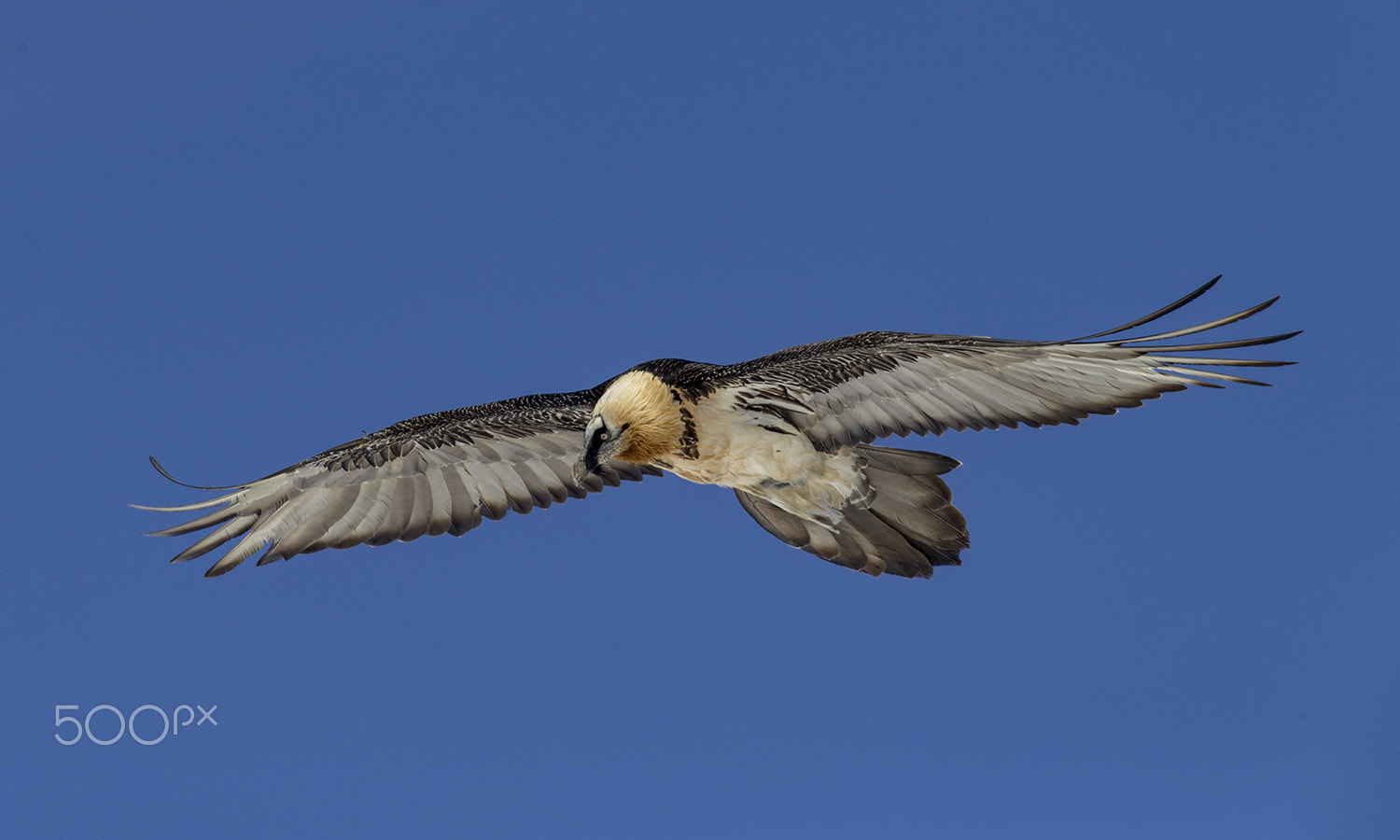 Canon EF 500mm f/4.5L + 1.4x sample photo. Bartgeier photography