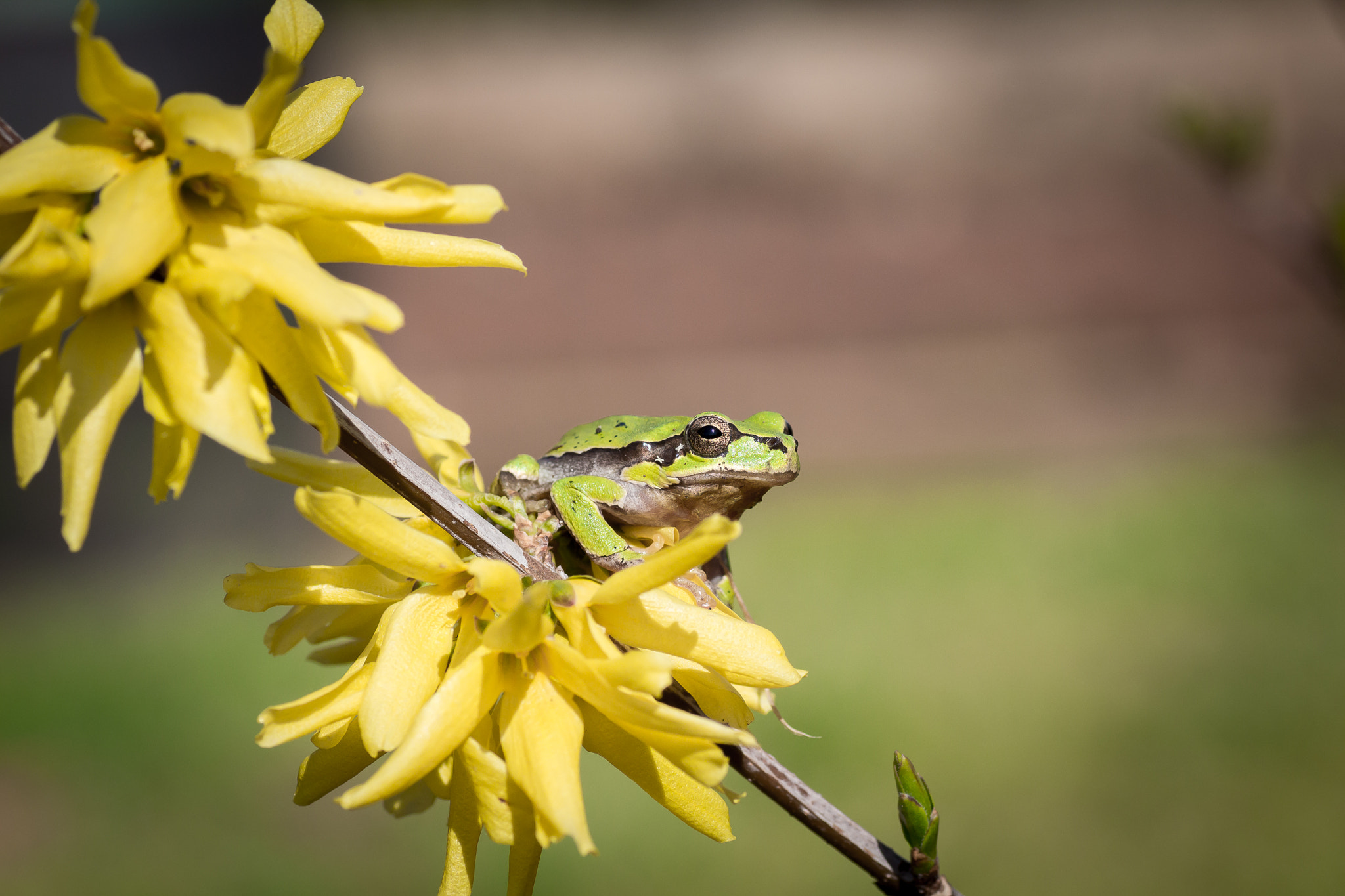 Canon EOS 650D (EOS Rebel T4i / EOS Kiss X6i) + Tamron SP AF 90mm F2.8 Di Macro sample photo. Froggy photography