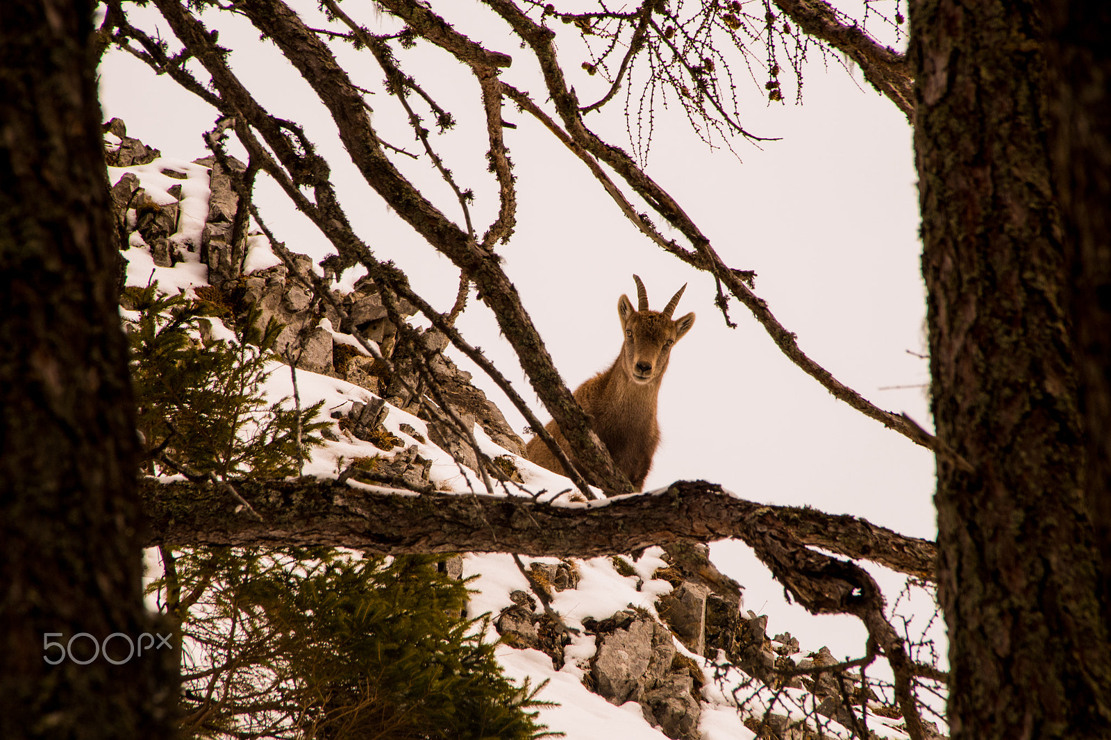 Sigma 18-250mm F3.5-6.3 DC Macro OS HSM sample photo. Chamois buck photography