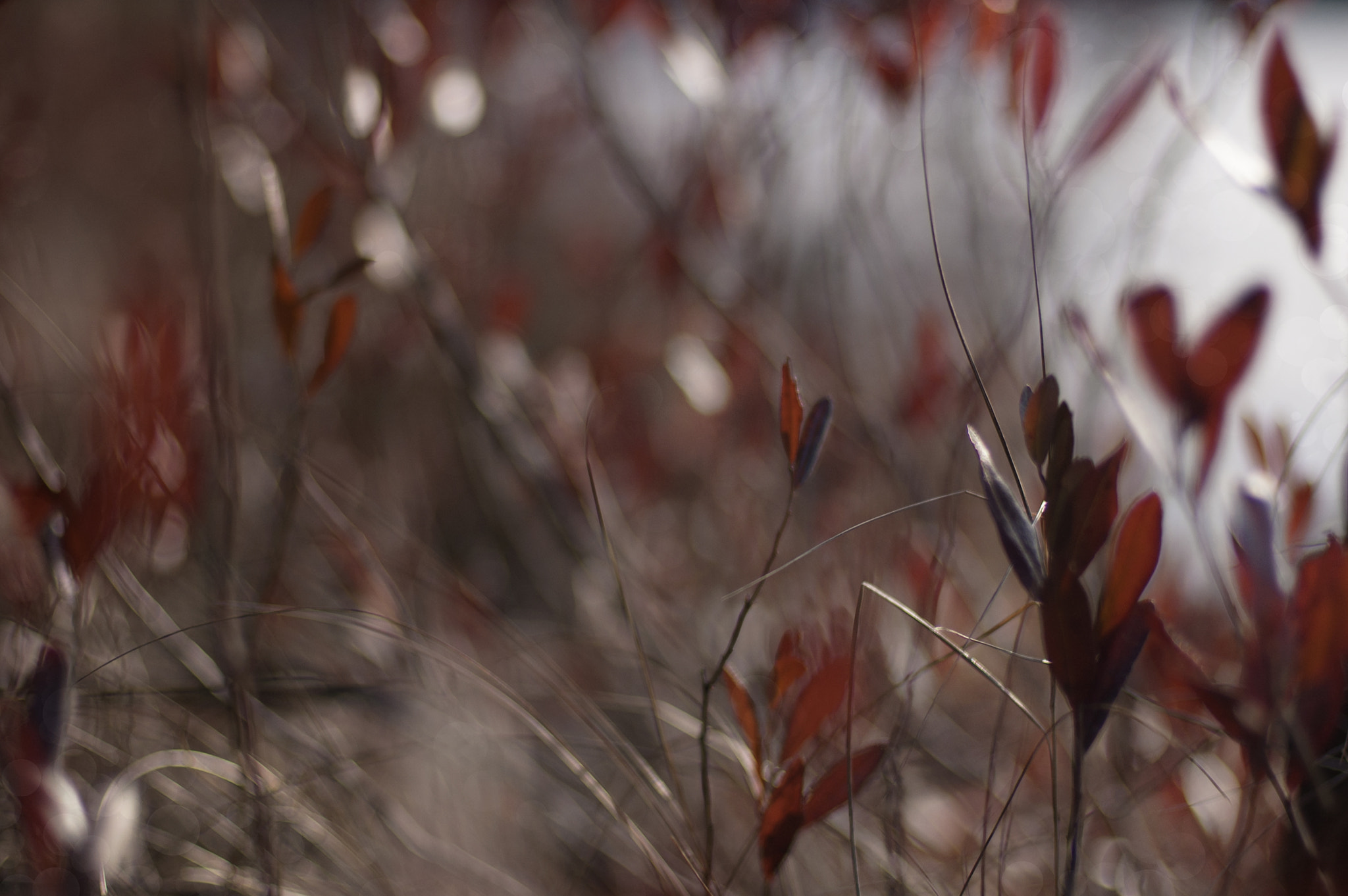 Nikon D50 + Nikon AF Nikkor 50mm F1.4D sample photo. Spring photography