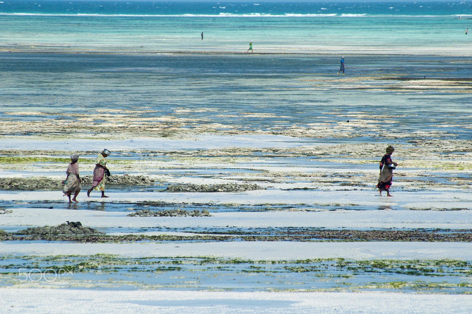 Nikon D70s sample photo. Fisherwomen of polyps photography