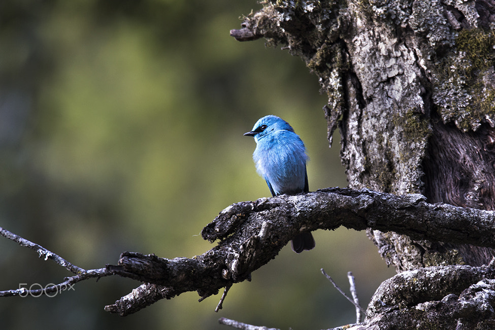 Canon EOS 60D + Sigma 150-600mm F5-6.3 DG OS HSM | C sample photo. Verditer flycatcher photography