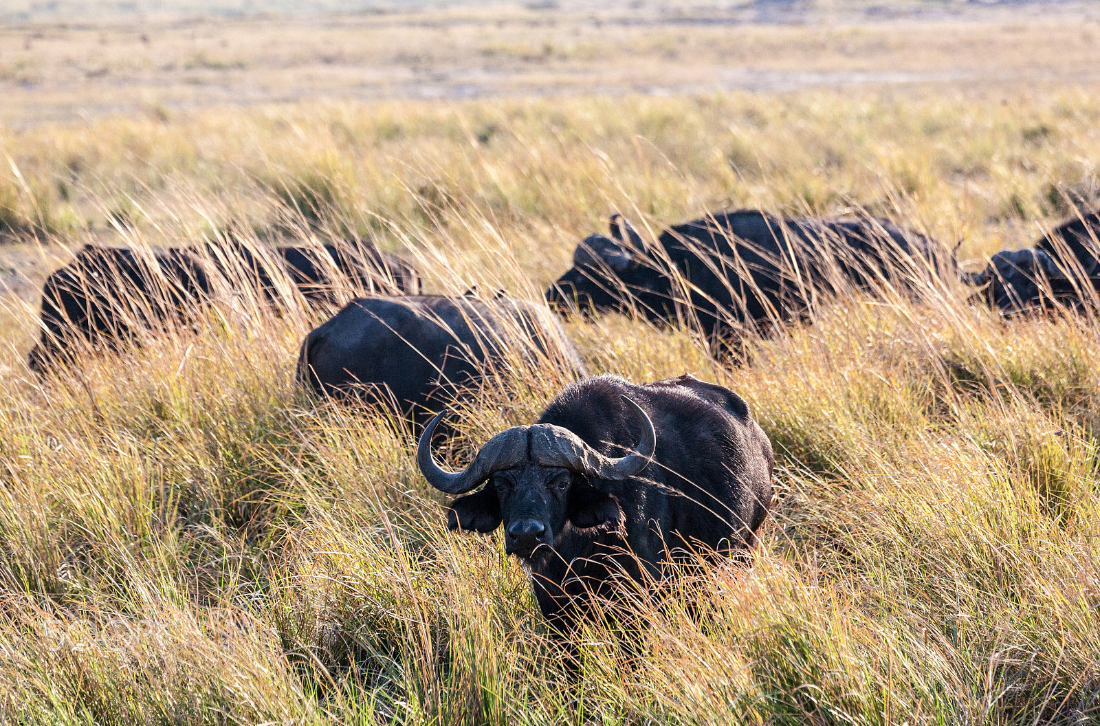 Canon EF 100-400mm F4.5-5.6L IS USM sample photo. Buffalos photography