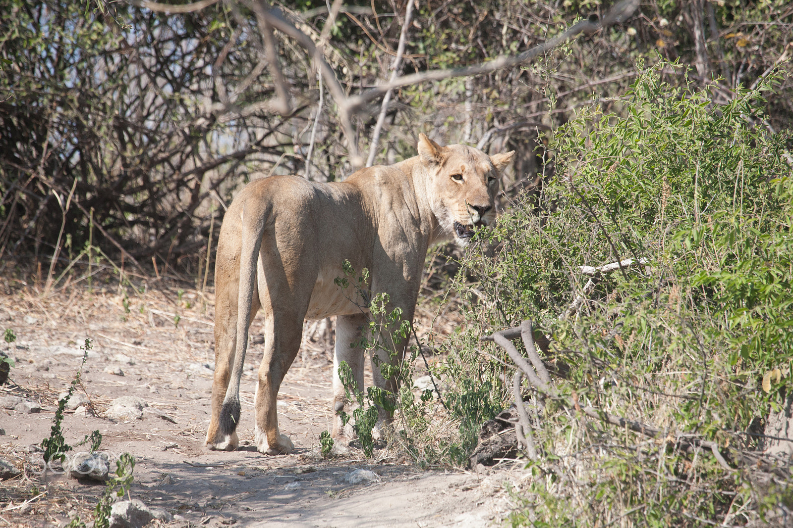 Canon EF 100-400mm F4.5-5.6L IS USM sample photo. Lioness in botswana photography