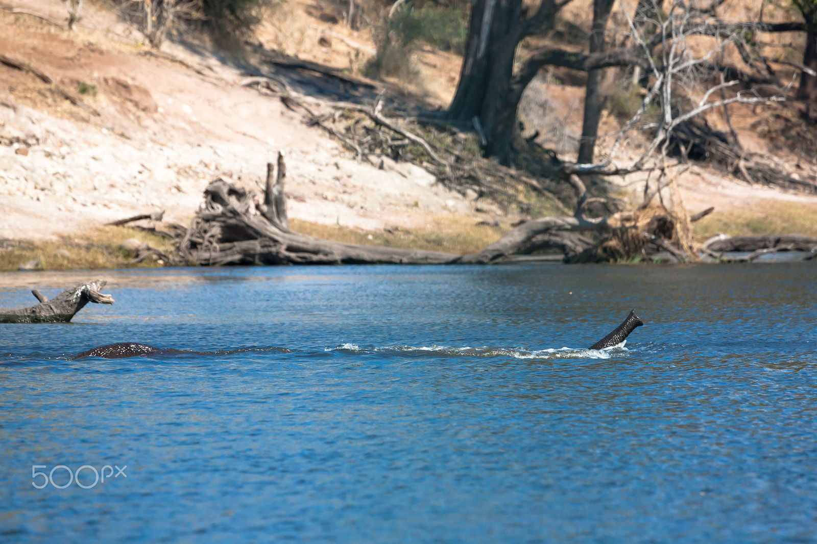 Canon EF 100-400mm F4.5-5.6L IS USM sample photo. Elephant  guading river photography