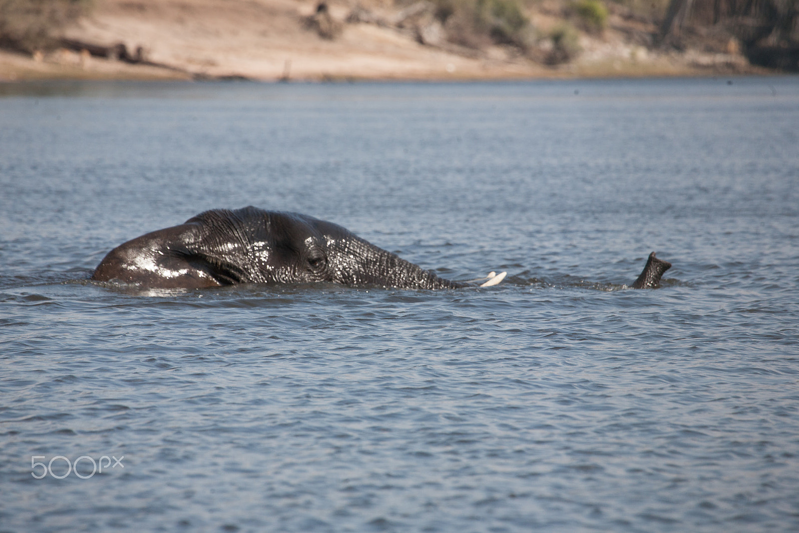 Canon EF 100-400mm F4.5-5.6L IS USM sample photo. Elephant  guading river photography