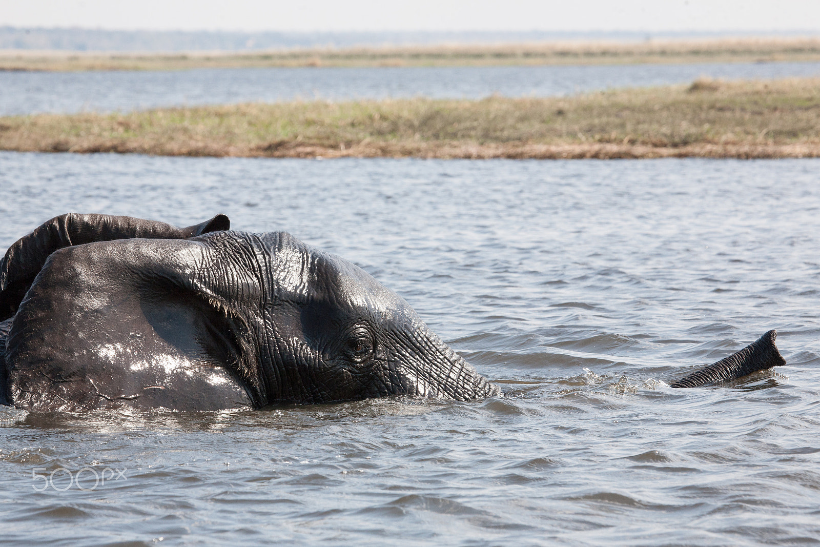 Canon EF 100-400mm F4.5-5.6L IS USM sample photo. Elephant crossing a river photography