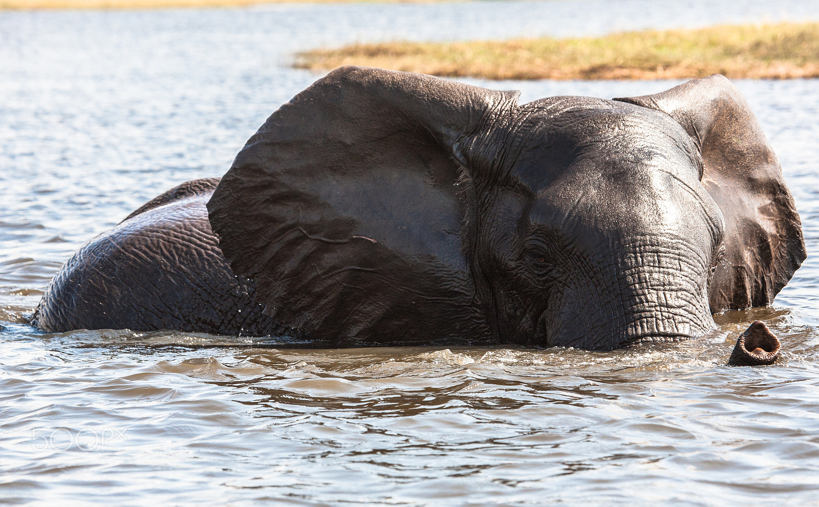Canon EF 100-400mm F4.5-5.6L IS USM sample photo. Elephant at bath photography