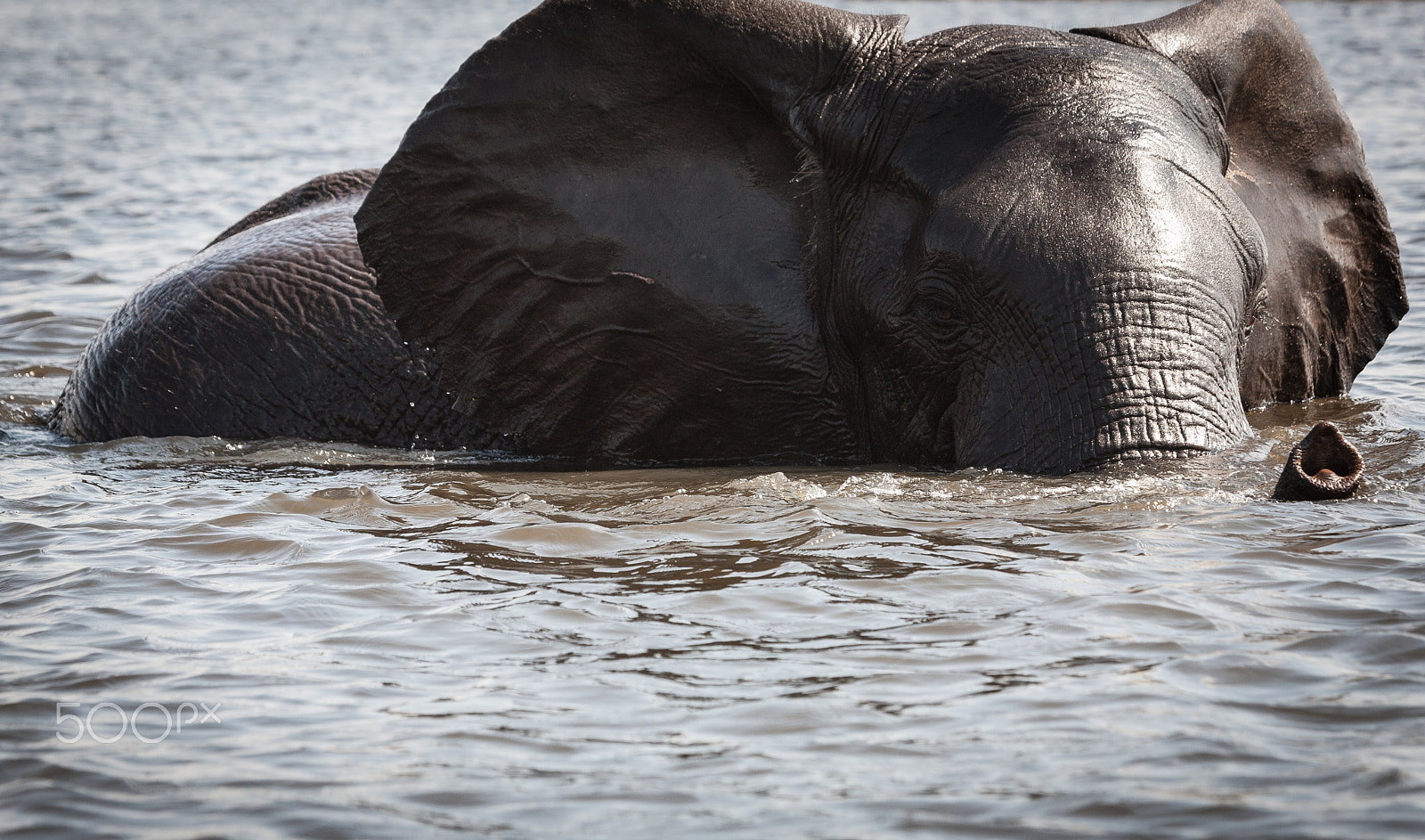 Canon EF 100-400mm F4.5-5.6L IS USM sample photo. Elephant at bath photography