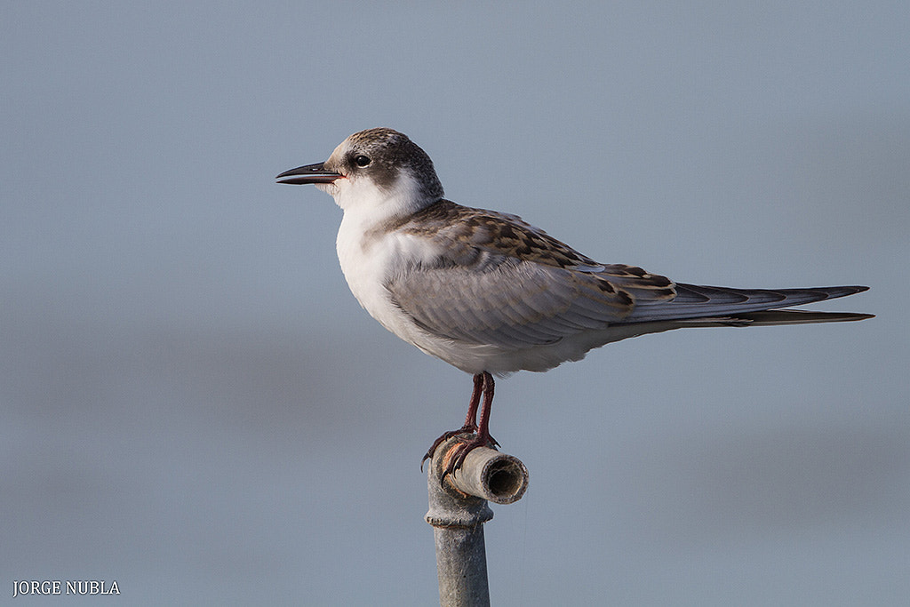 Canon EF 500mm F4L IS II USM sample photo. Fumarel cariblanco (chlidonias hybridus). photography