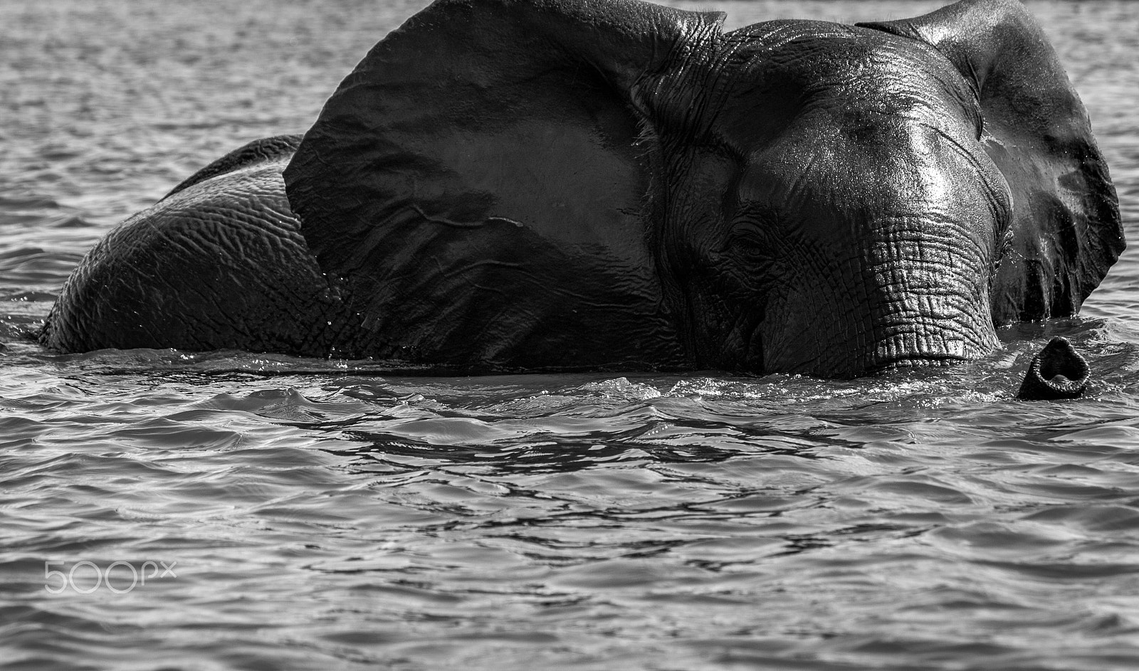 Canon EF 100-400mm F4.5-5.6L IS USM sample photo. Elephant at bath photography
