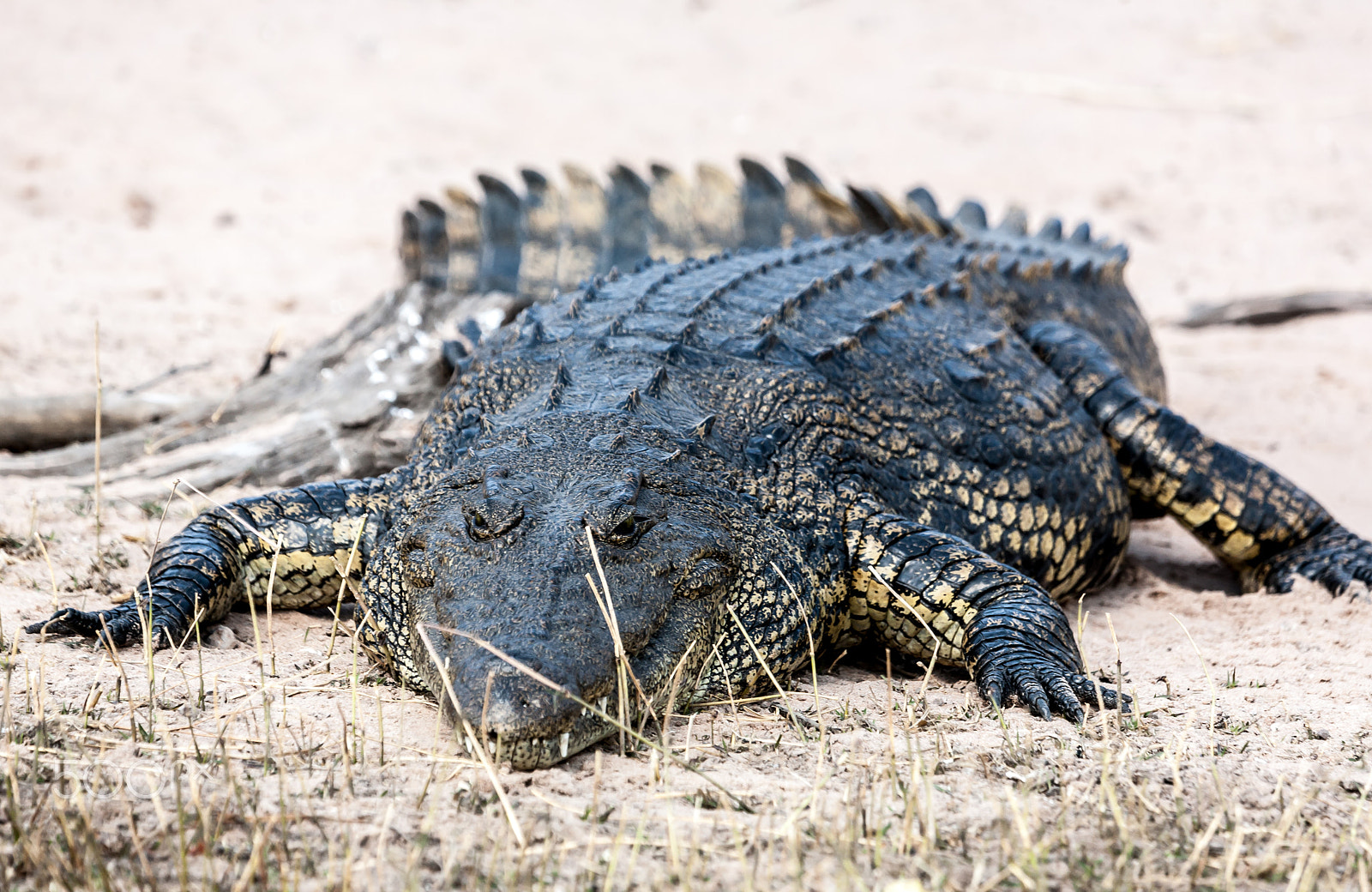 Canon EF 100-400mm F4.5-5.6L IS USM sample photo. Crocodile photography