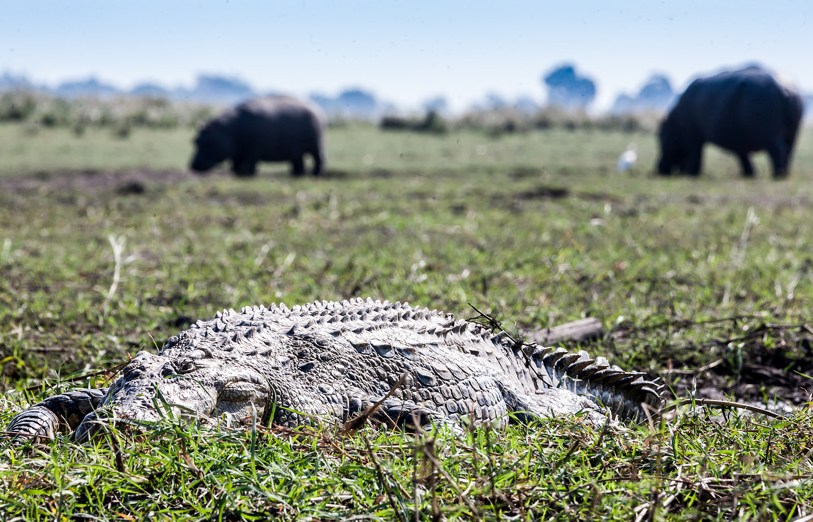 Canon EF 100-400mm F4.5-5.6L IS USM sample photo. Crocodile,hippos photography