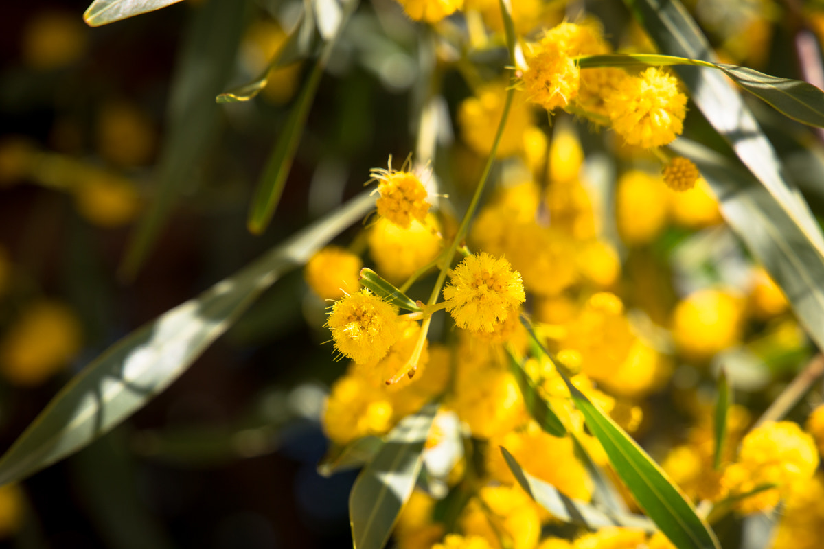 Canon EF 24-105mm F3.5-5.6 IS STM sample photo. Yellow flowers photography