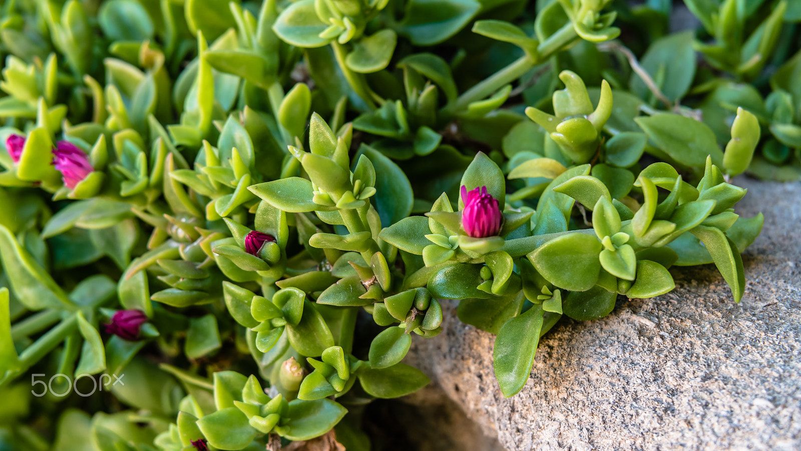 Samsung NX 45mm F1.8 sample photo. Spring coming photography