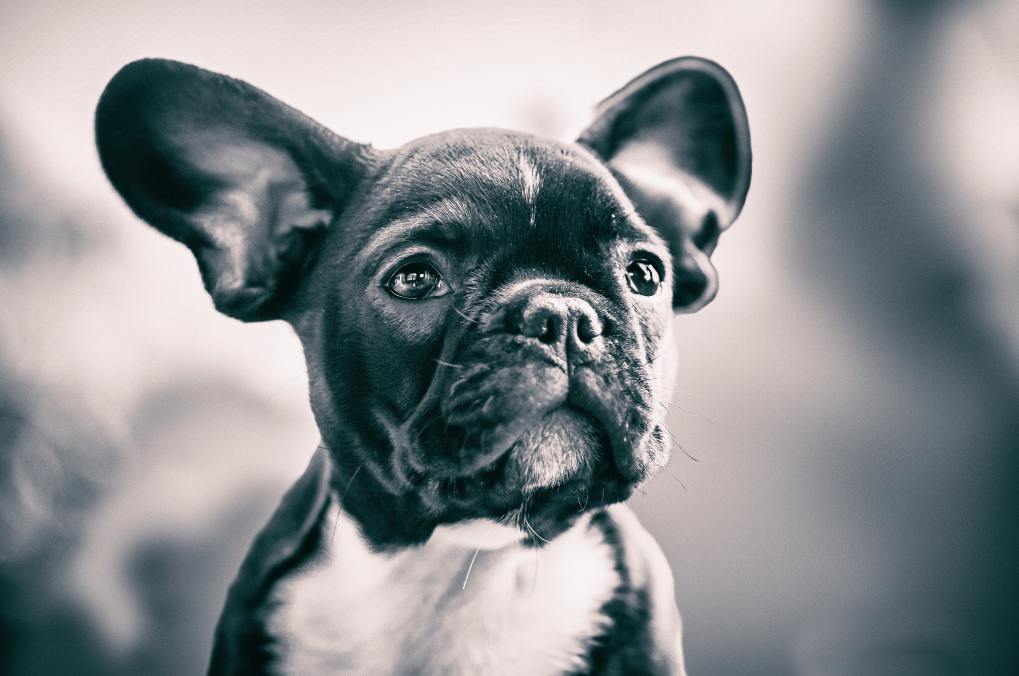 Nikon D300 + Nikon AF-S Nikkor 85mm F1.8G sample photo. Bea, bulldog francese photography