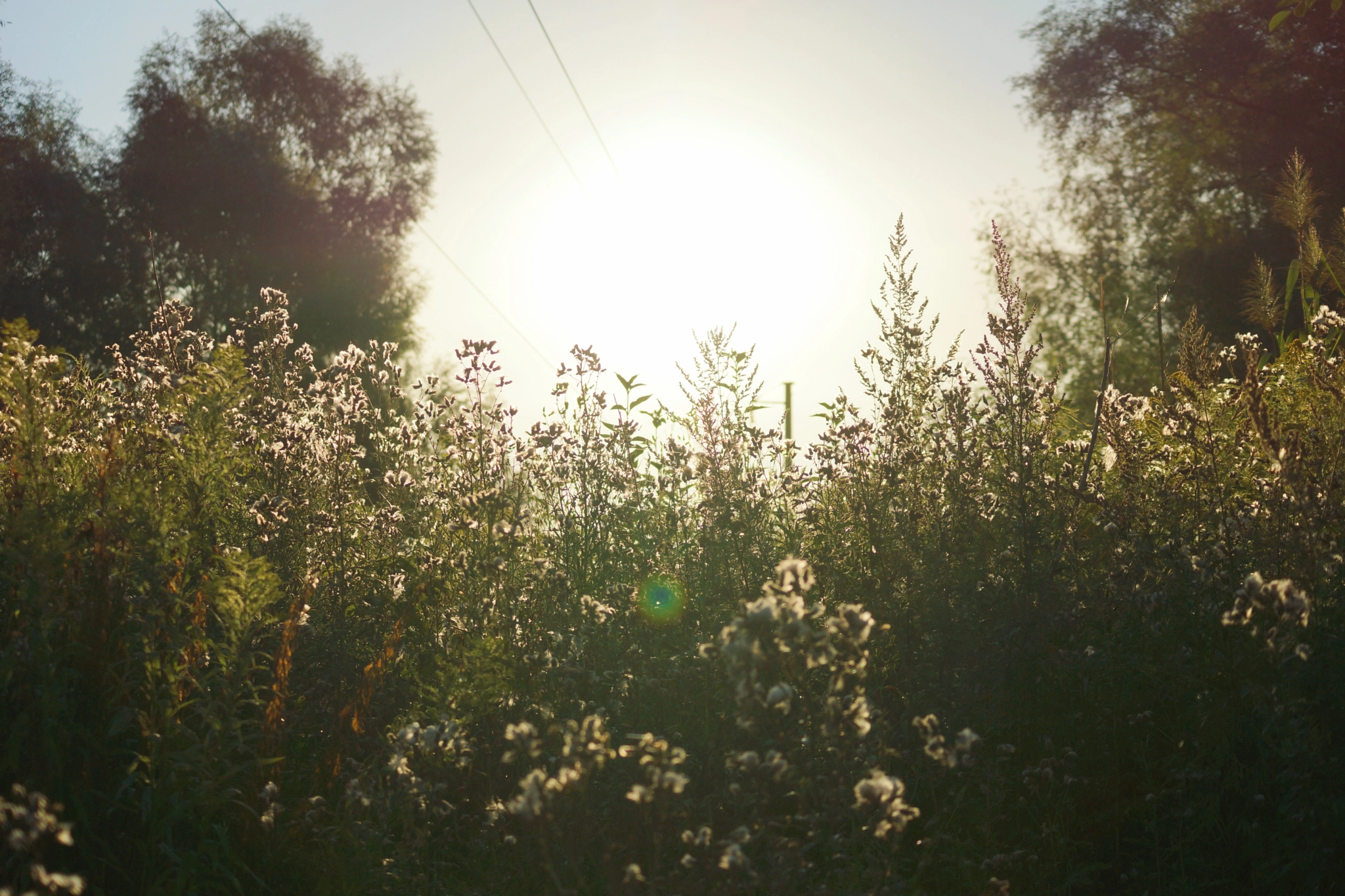 Sony SLT-A65 (SLT-A65V) sample photo. Steppe photography