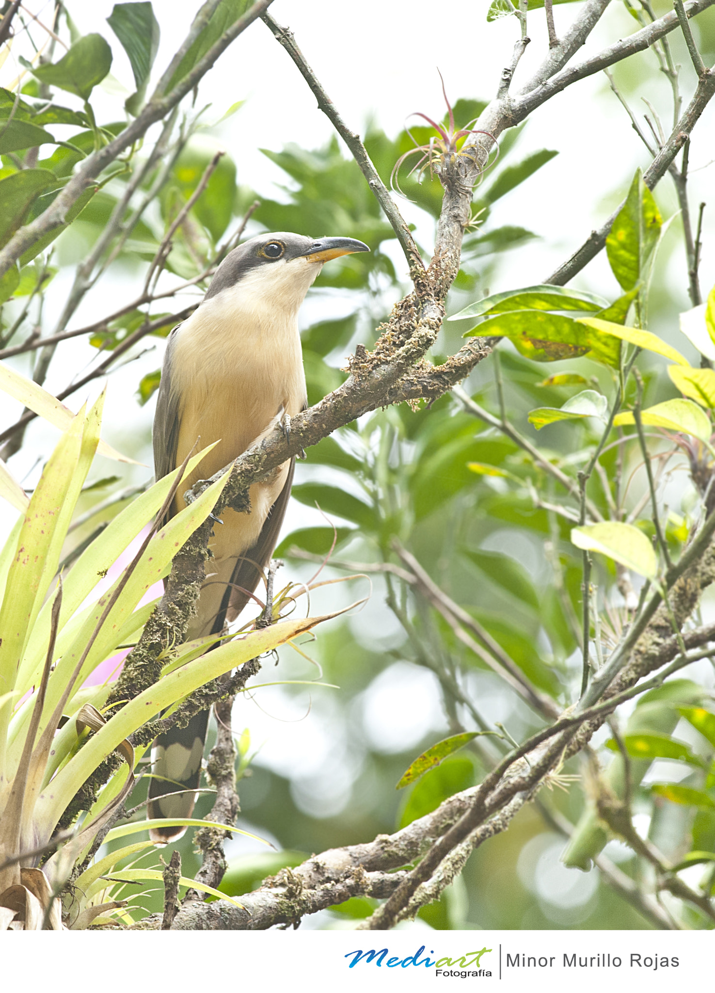 Nikon D700 + Nikon AF-S Nikkor 300mm F4D ED-IF sample photo. Mangrove cuckoo photography