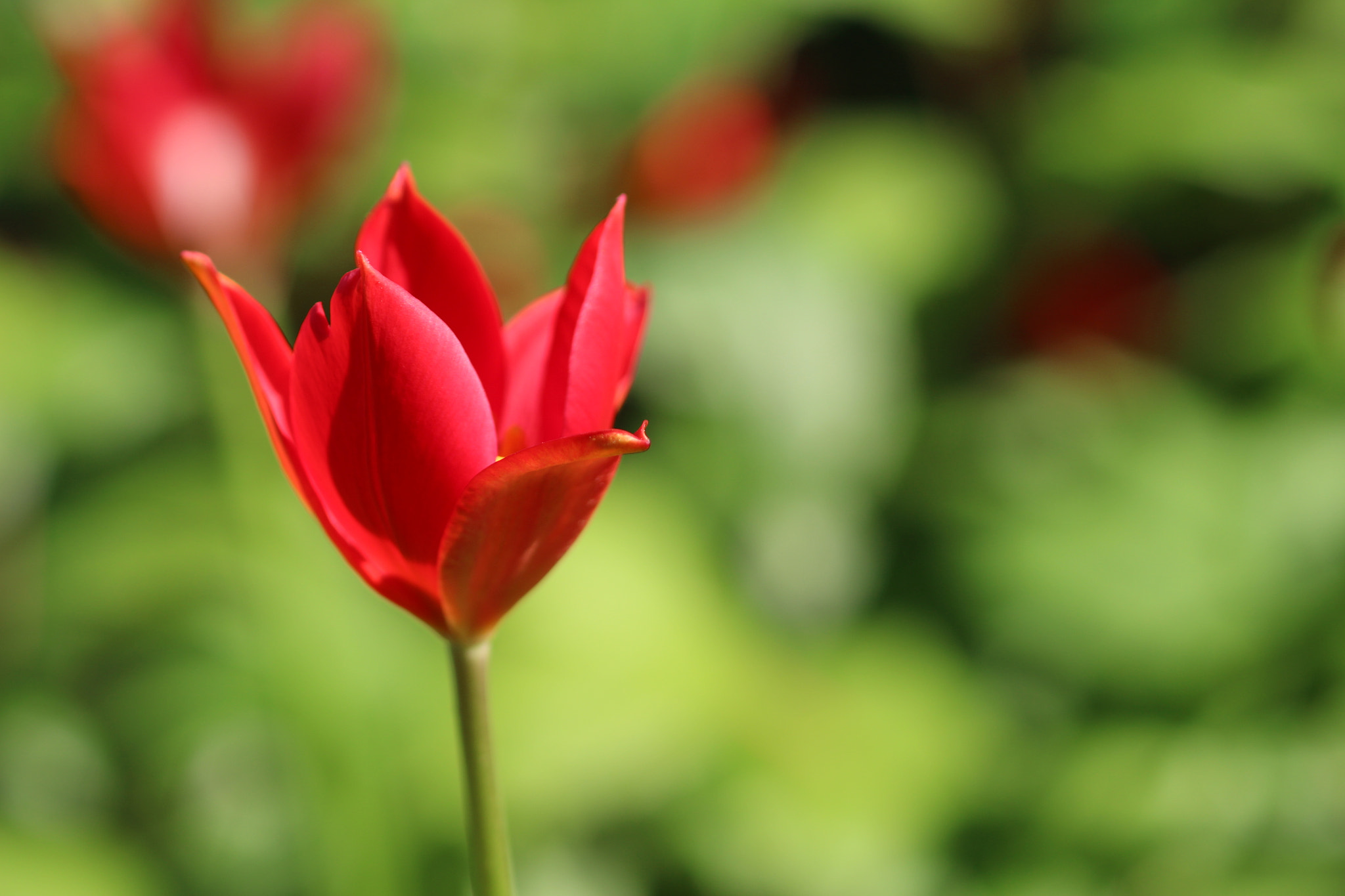 Canon EOS 700D (EOS Rebel T5i / EOS Kiss X7i) + Canon EF 100mm F2.8 Macro USM sample photo. Tulip in the green photography