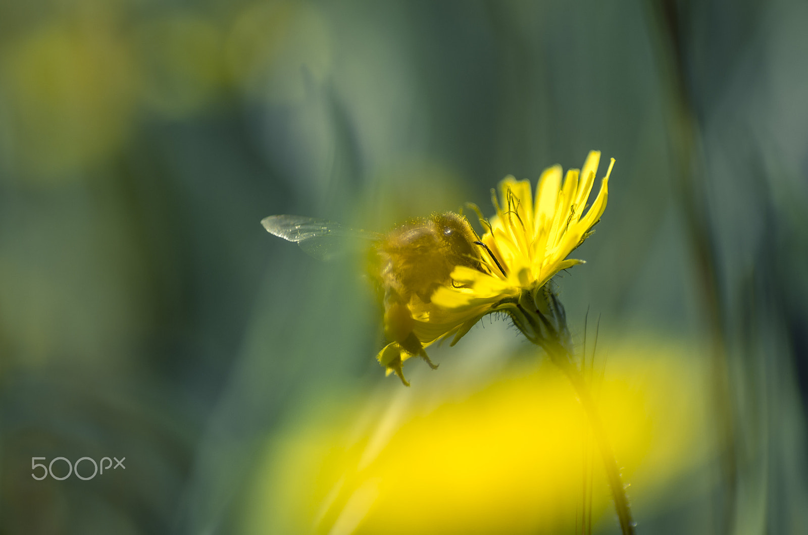 Tamron SP AF 90mm F2.8 Di Macro sample photo. Hide and seek behind yellow photography