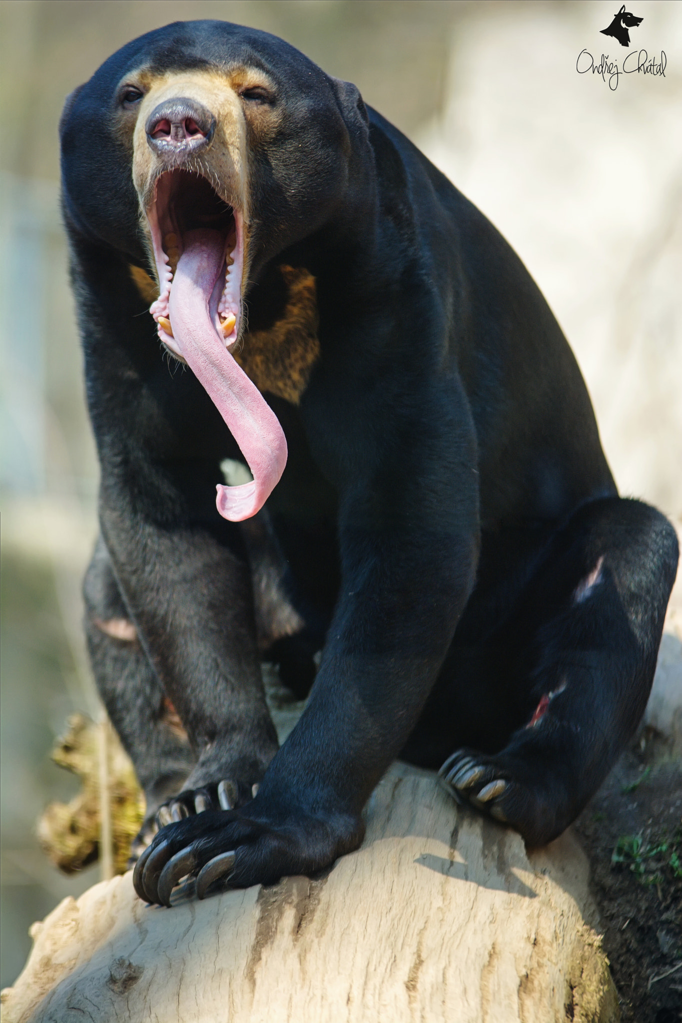 70.00 - 200.00 mm f/2.8 sample photo. Malaysian bear (helarctos malayanus) photography