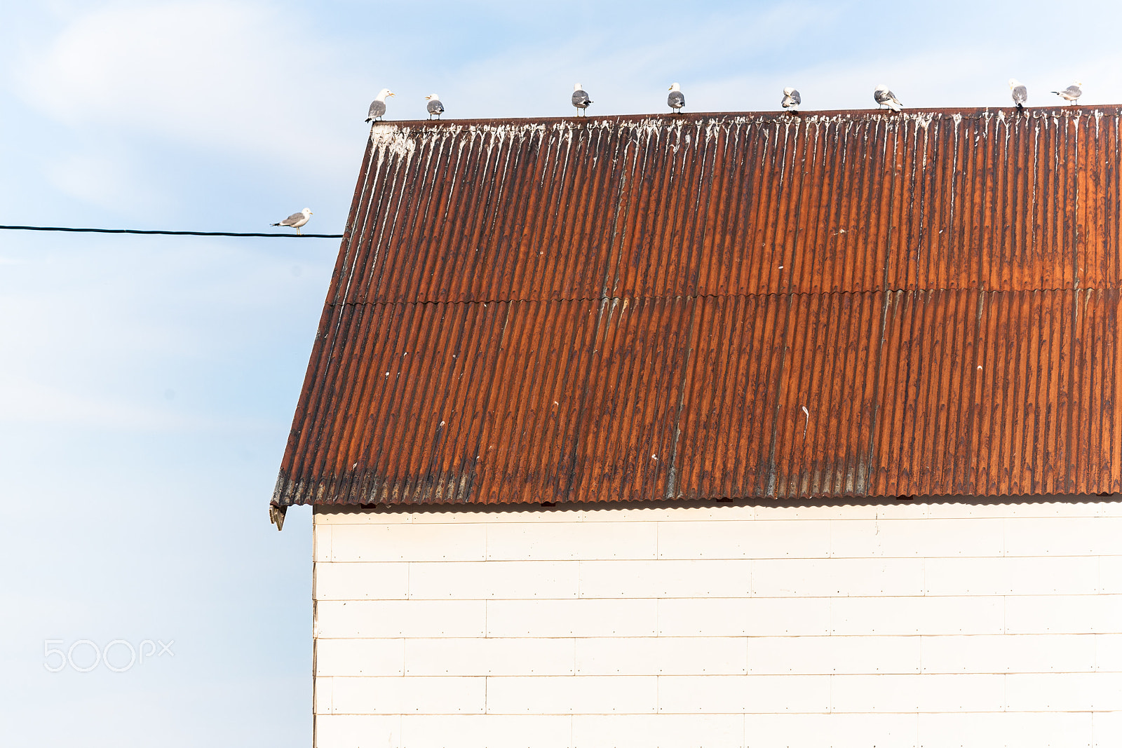 Canon EOS 5D + Canon EF 70-300mm F4-5.6 IS USM sample photo. Seagulls on a roof photography