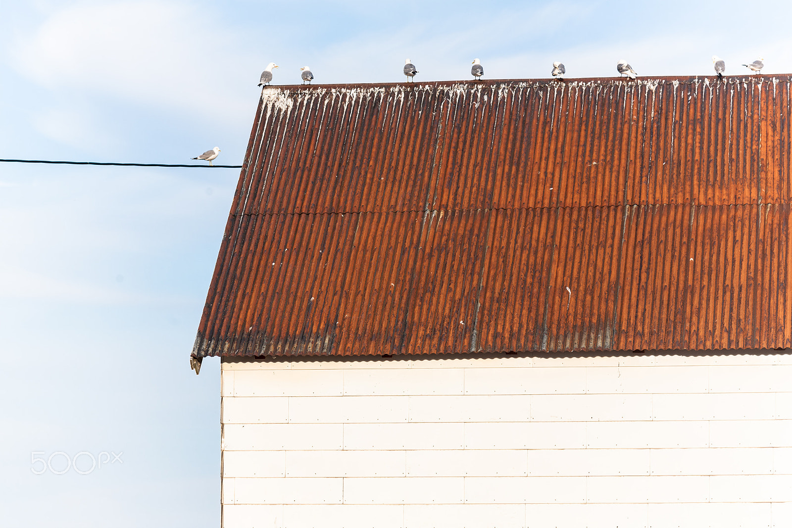 Canon EF 70-300mm F4-5.6 IS USM sample photo. Seagulls on a roof photography