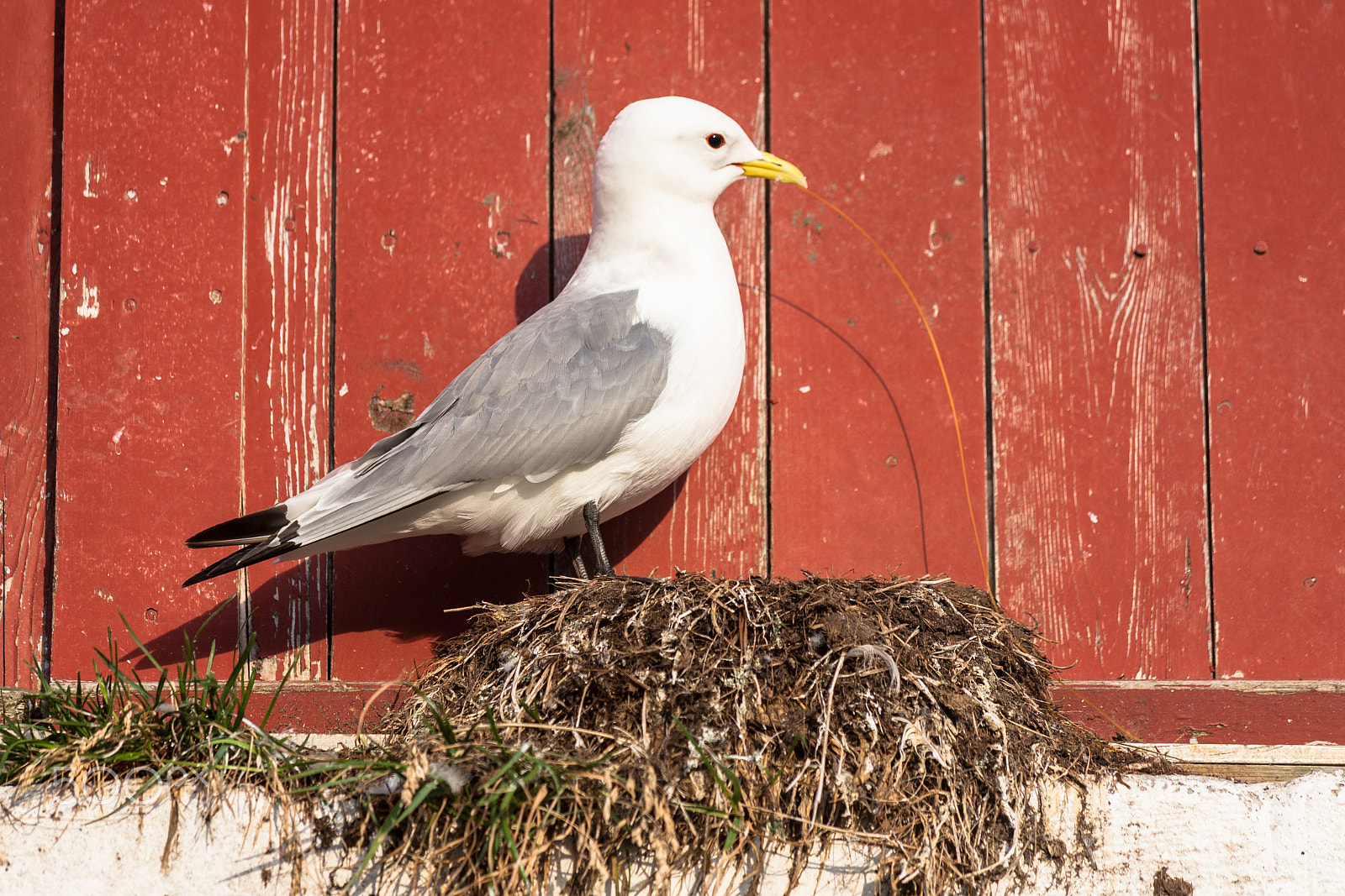 Canon EF 70-300mm F4-5.6 IS USM sample photo. Gull's nest in norway photography