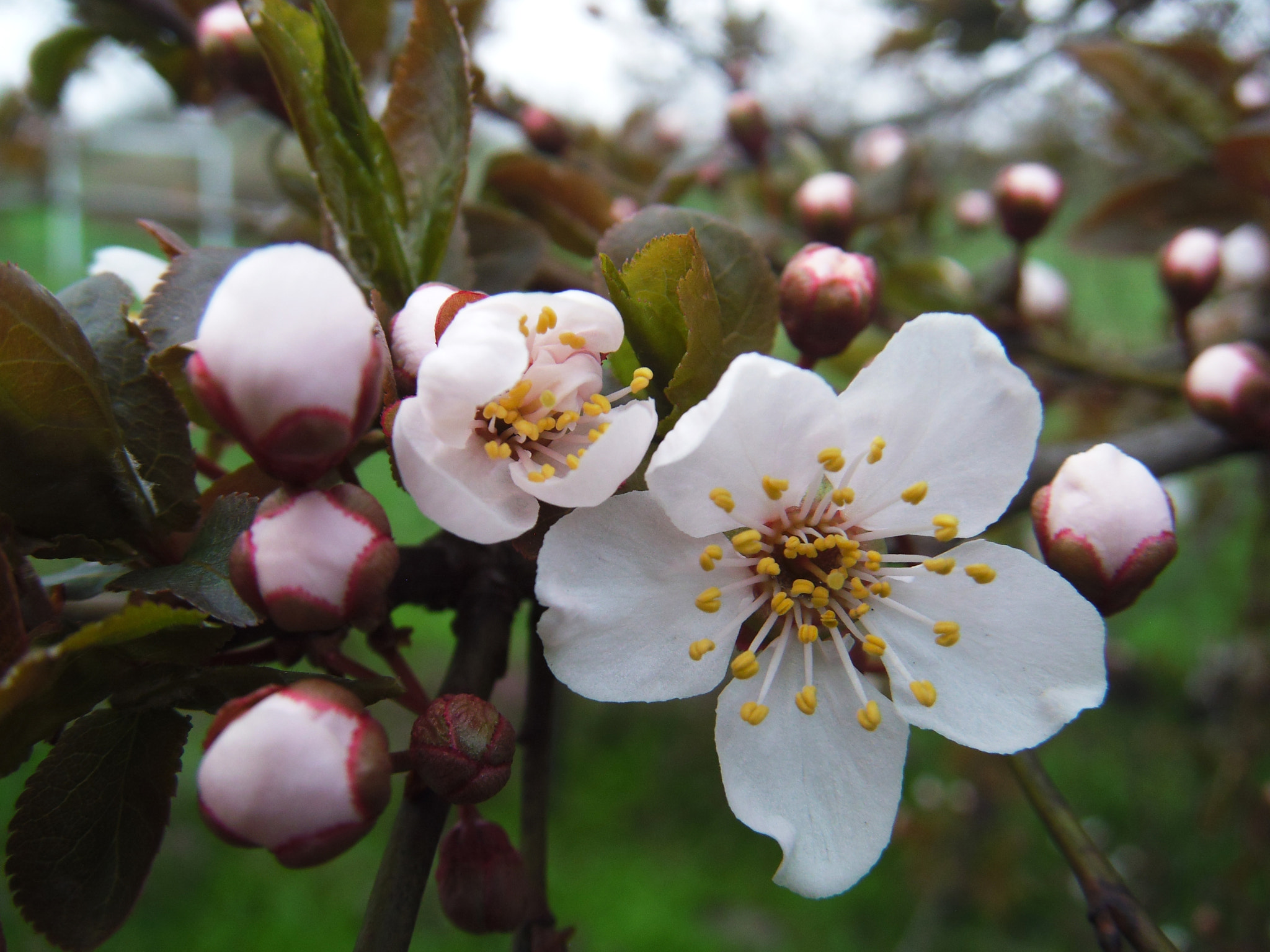 Fujifilm FinePix Z300 sample photo. Tavasz photography