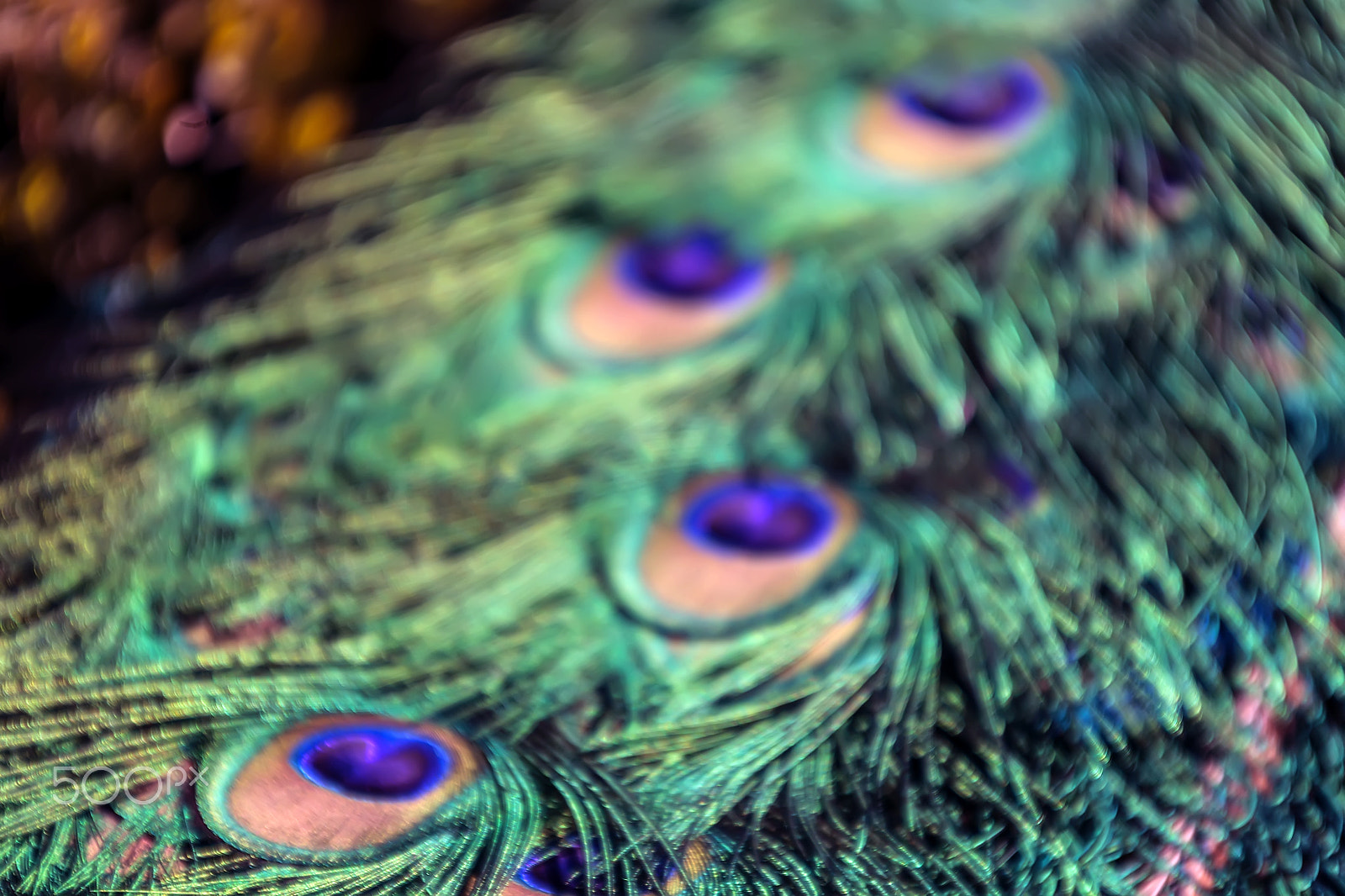 Canon EF 35-350mm F3.5-5.6L USM sample photo. Peacock feathers, destellos photography