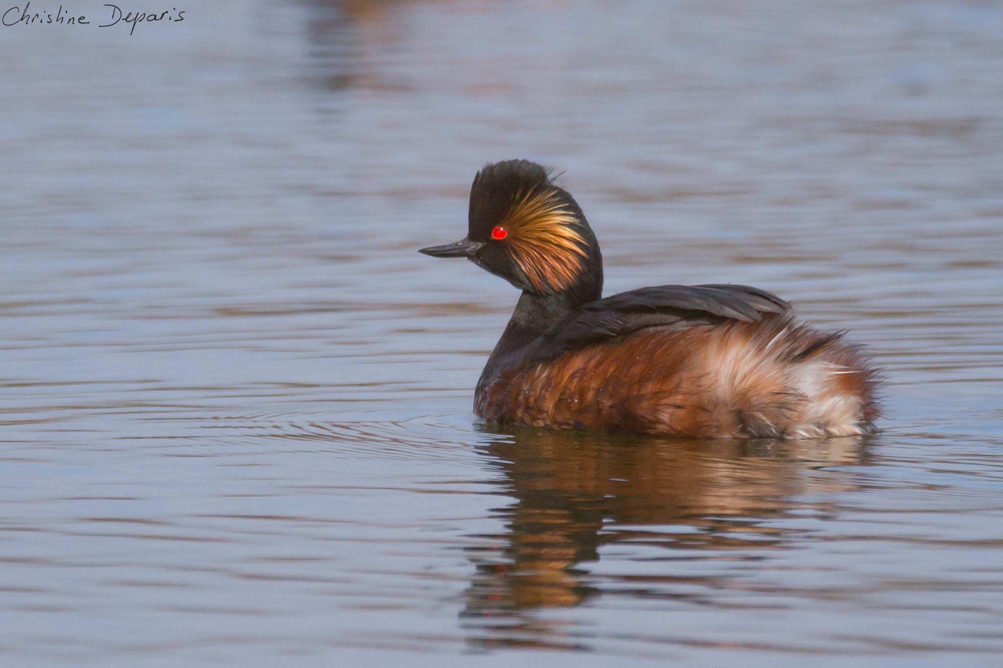 Sigma 150-600mm F5-6.3 DG OS HSM | C sample photo. Black-necked grebe photography