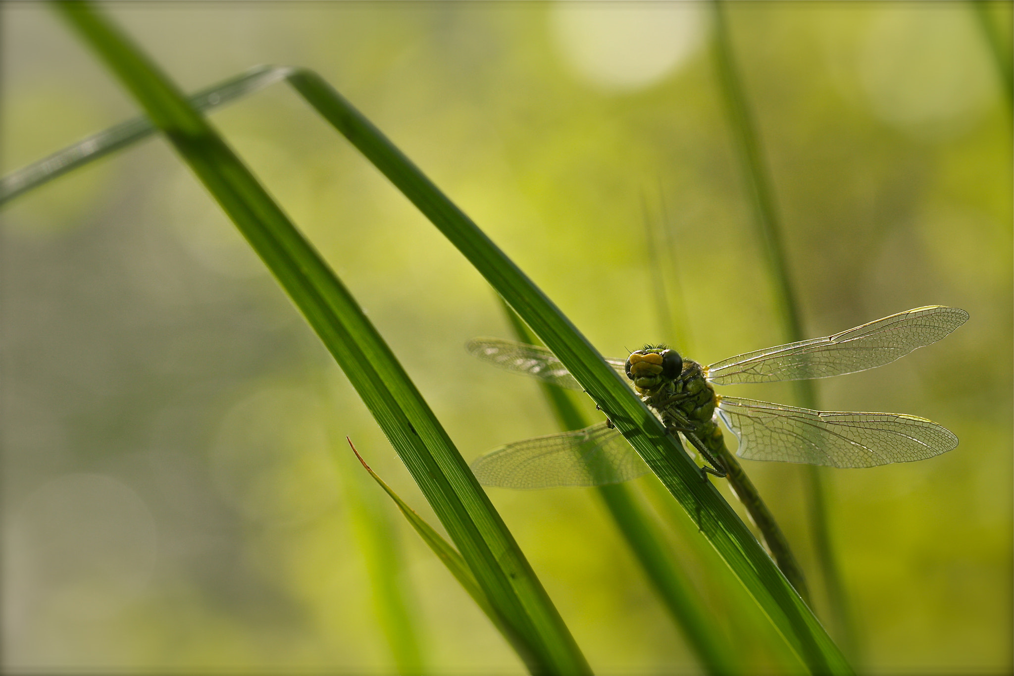 Canon EOS 450D (EOS Rebel XSi / EOS Kiss X2) + Canon EF 100mm F2.8L Macro IS USM sample photo. Dragonfly in the green photography