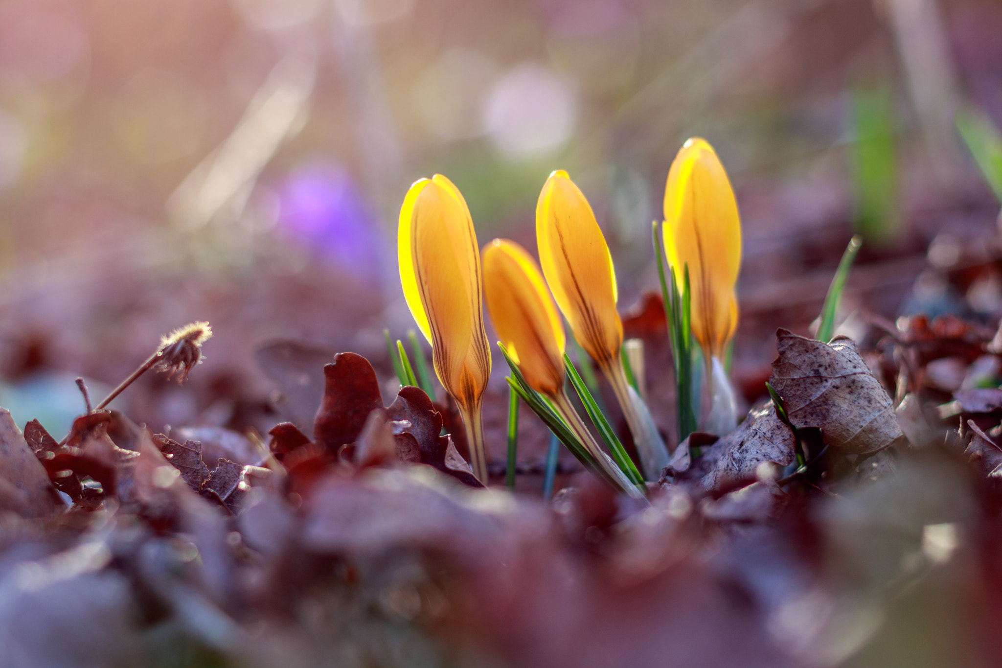 Canon EOS 750D (EOS Rebel T6i / EOS Kiss X8i) + Canon EF 50mm F1.8 II sample photo. Crocuses photography