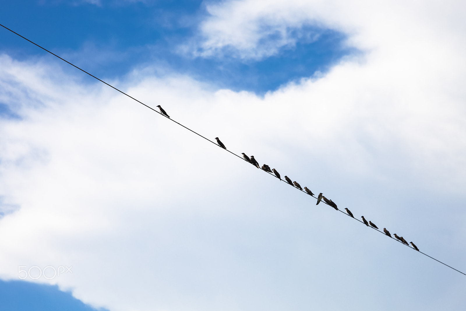 Canon EF 50mm f/1.8 sample photo. Birds on a wire photography
