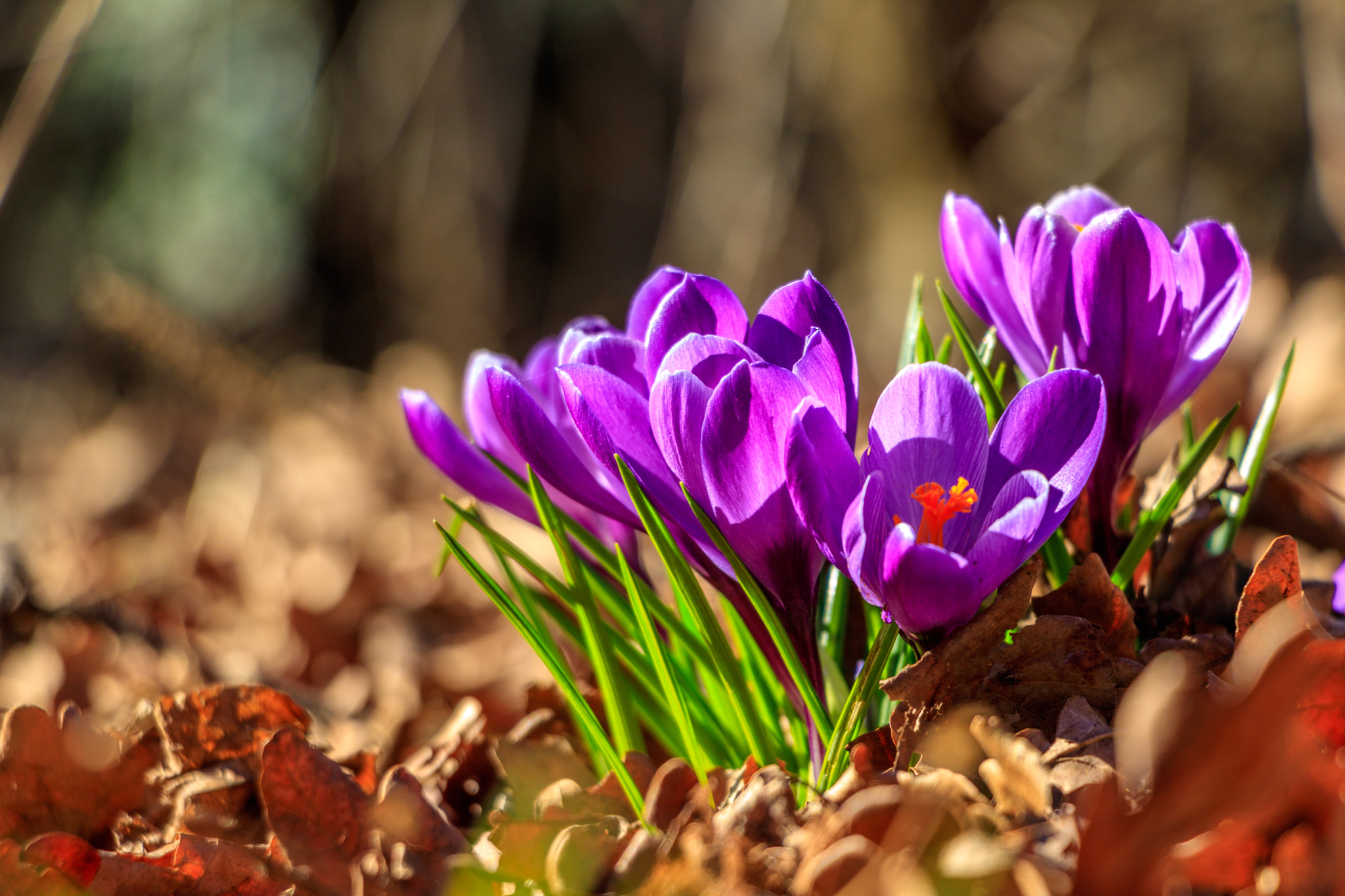 Canon EF-S 18-135mm F3.5-5.6 IS STM sample photo. Crocuses photography