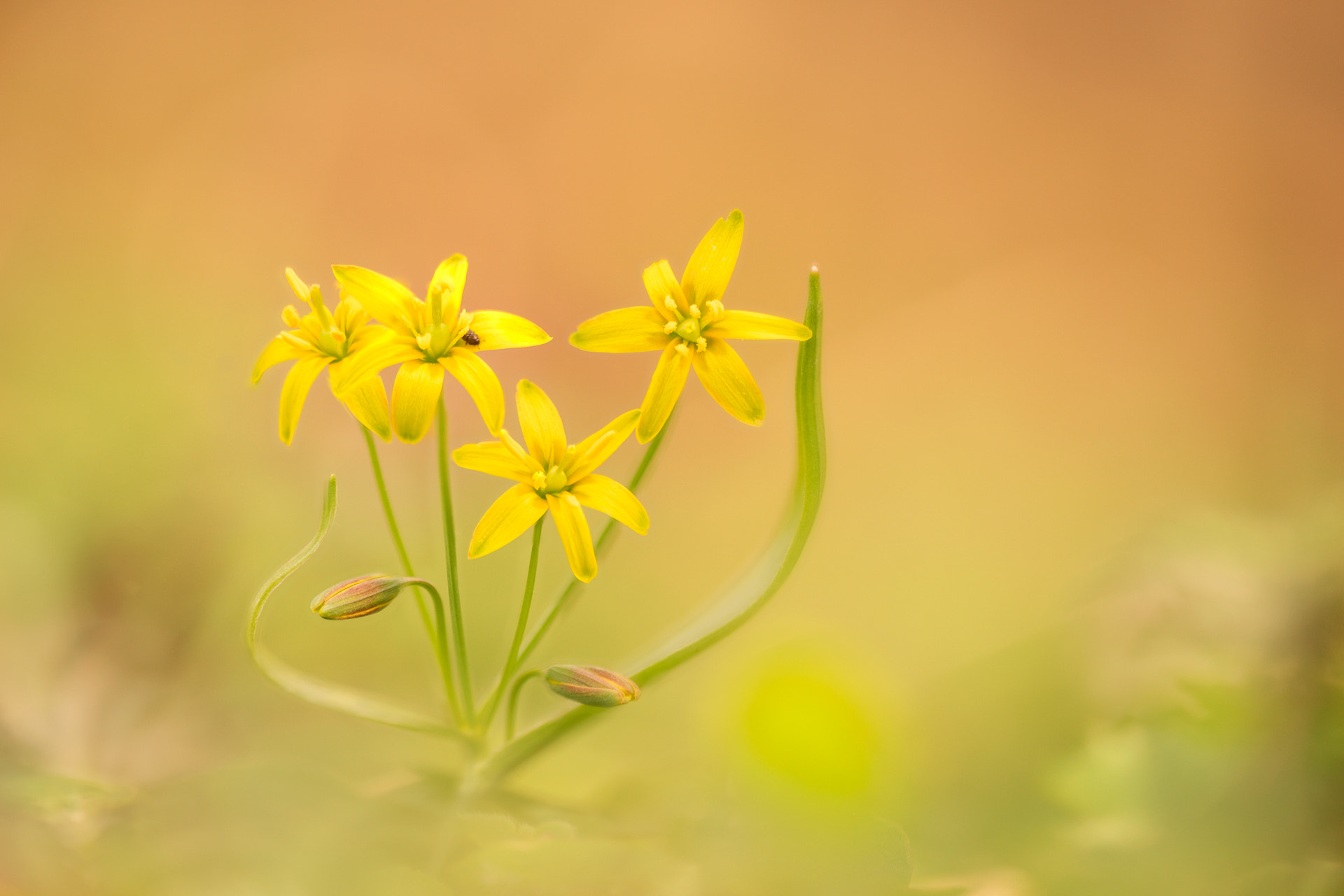 Sigma 150mm f/2.8 EX DG OS HSM APO Macro sample photo. Gagea lutea photography