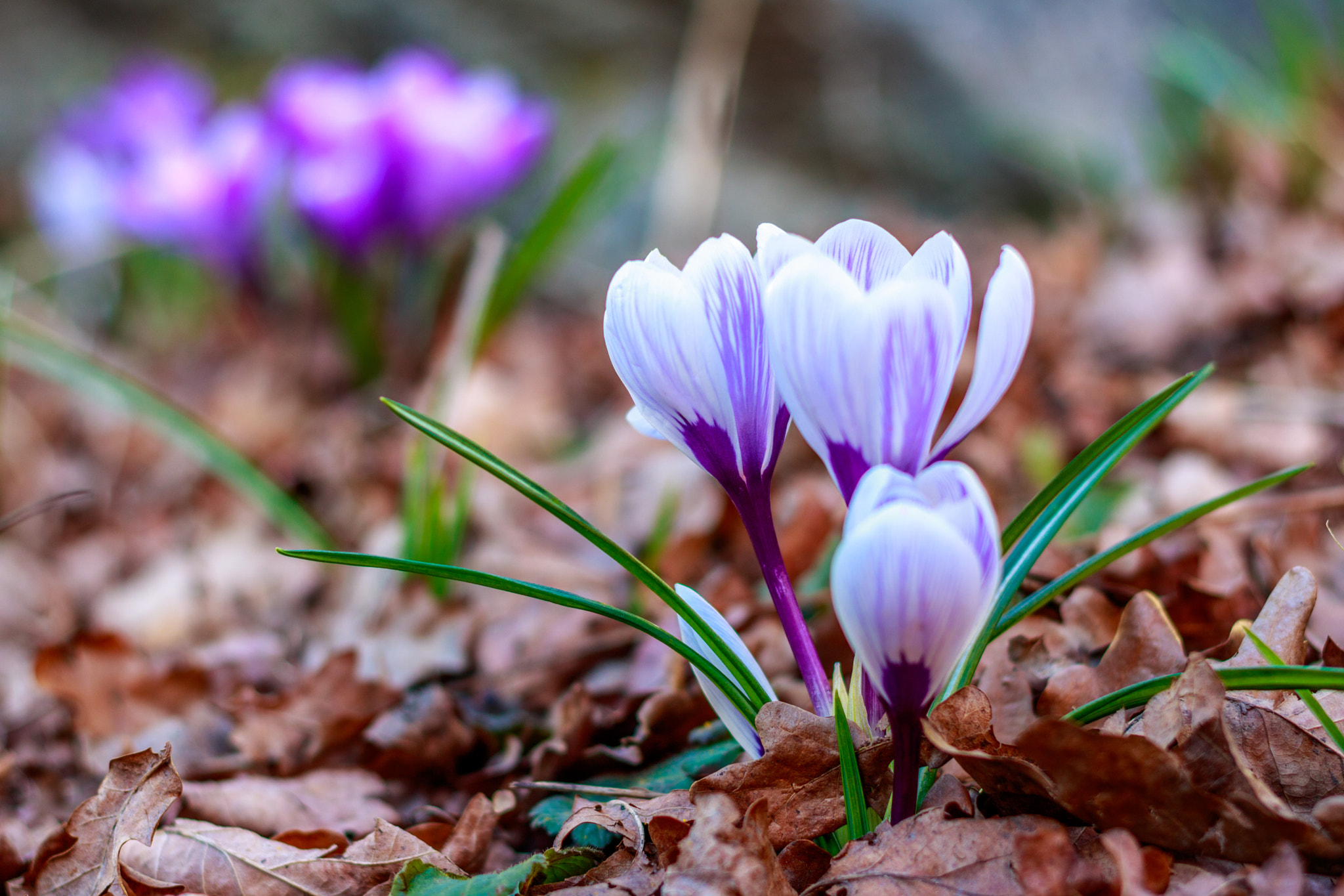 Canon EOS 750D (EOS Rebel T6i / EOS Kiss X8i) + Canon EF 50mm F1.8 II sample photo. Crocuses photography