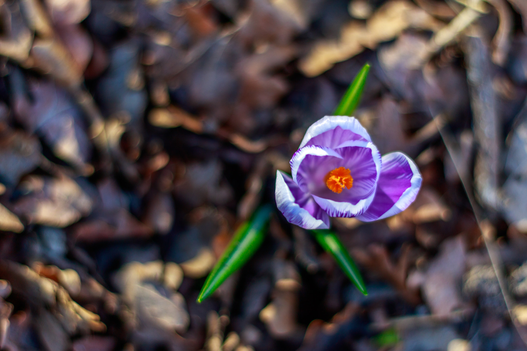 Canon EOS 750D (EOS Rebel T6i / EOS Kiss X8i) + Canon EF 50mm F1.8 II sample photo. Crocus photography