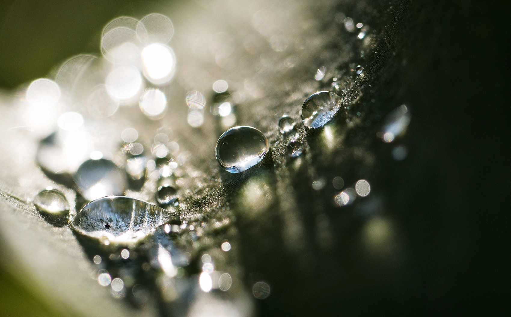 Panasonic Leica DG Macro-Elmarit 45mm F2.8 ASPH OIS sample photo. Diamonds for you photography